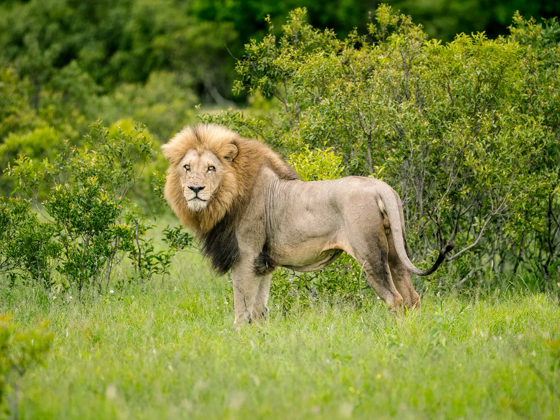 Male lion standing broadside in green grass on safari in the Sabi Sand Game Reserve, South Africa