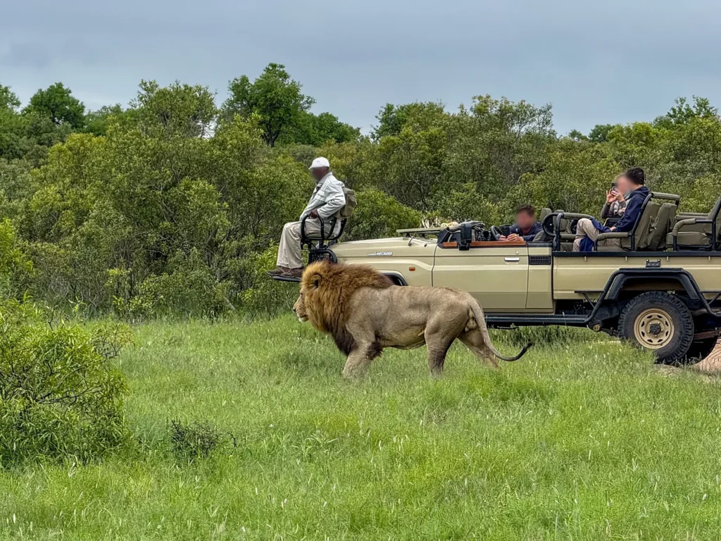 A male lion walking past an open game drive vehicle on safari in the Sabi Sand Game Reserve, South Africa