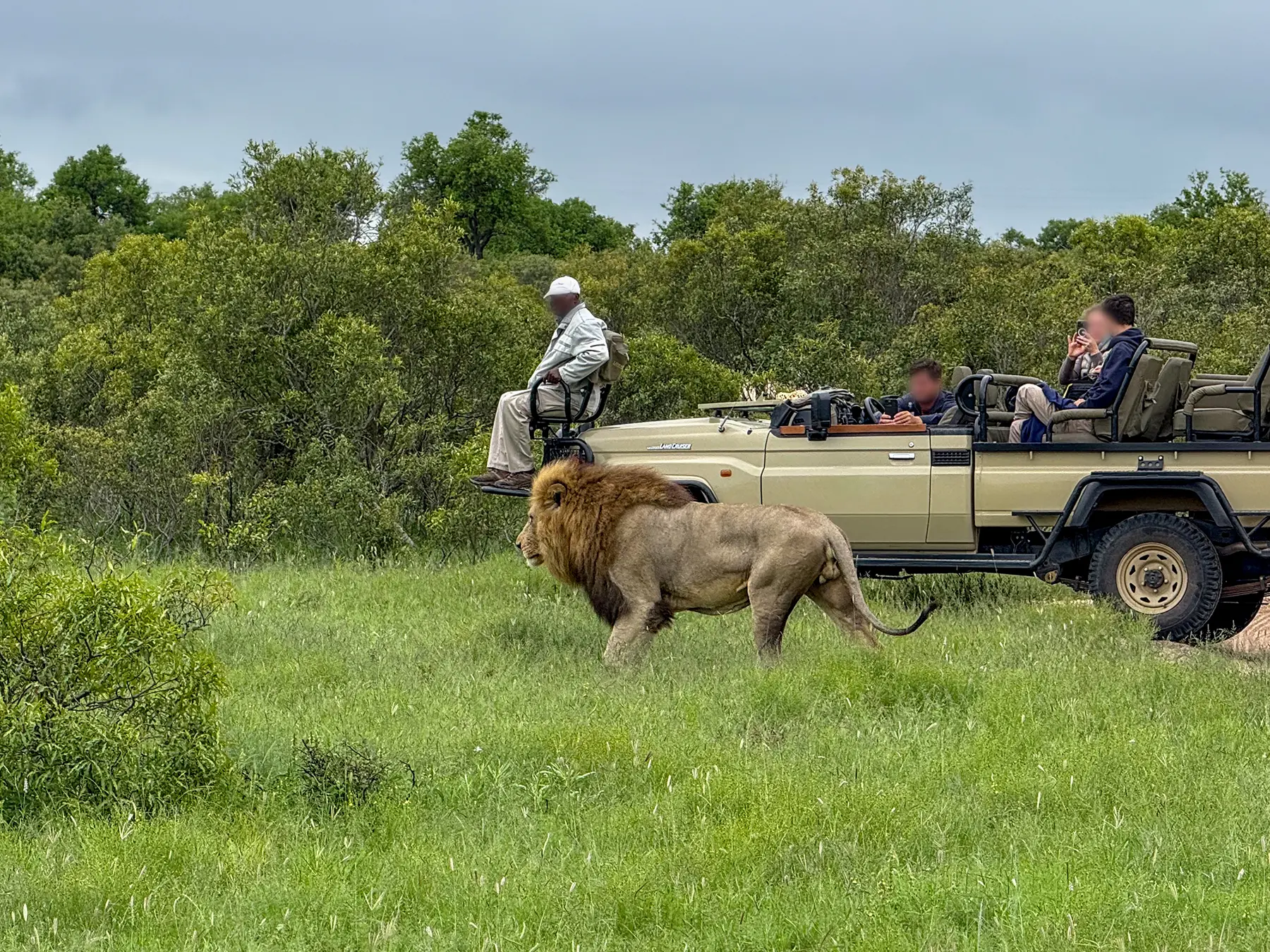A male lion walking past an open game drive vehicle on safari in the Sabi Sand Game Reserve, South Africa
