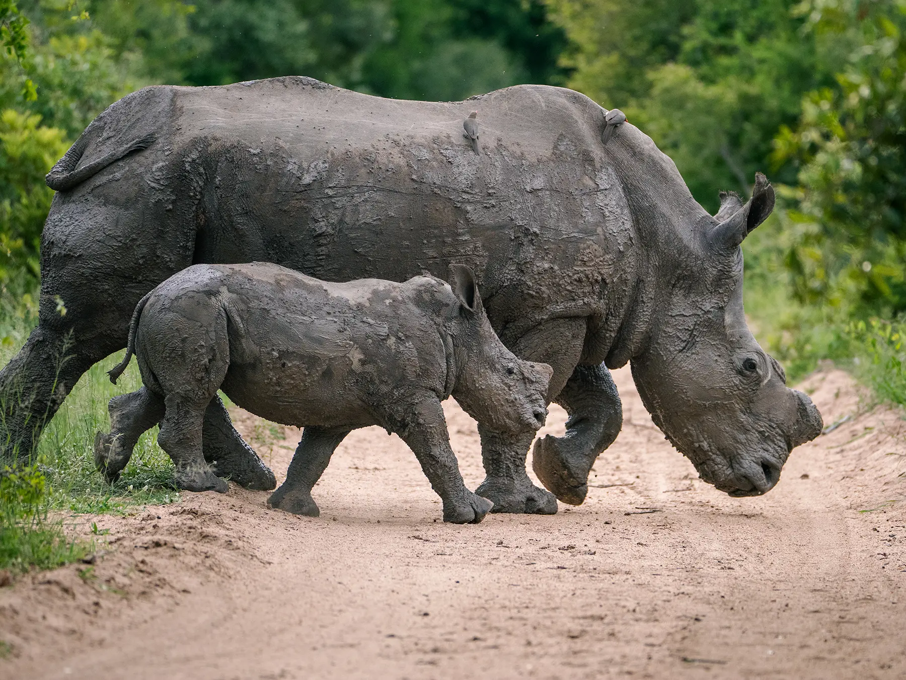 White rhino and calf walking together across a dirt road on safari in the Sabi Sand Game Reserve, South Africa