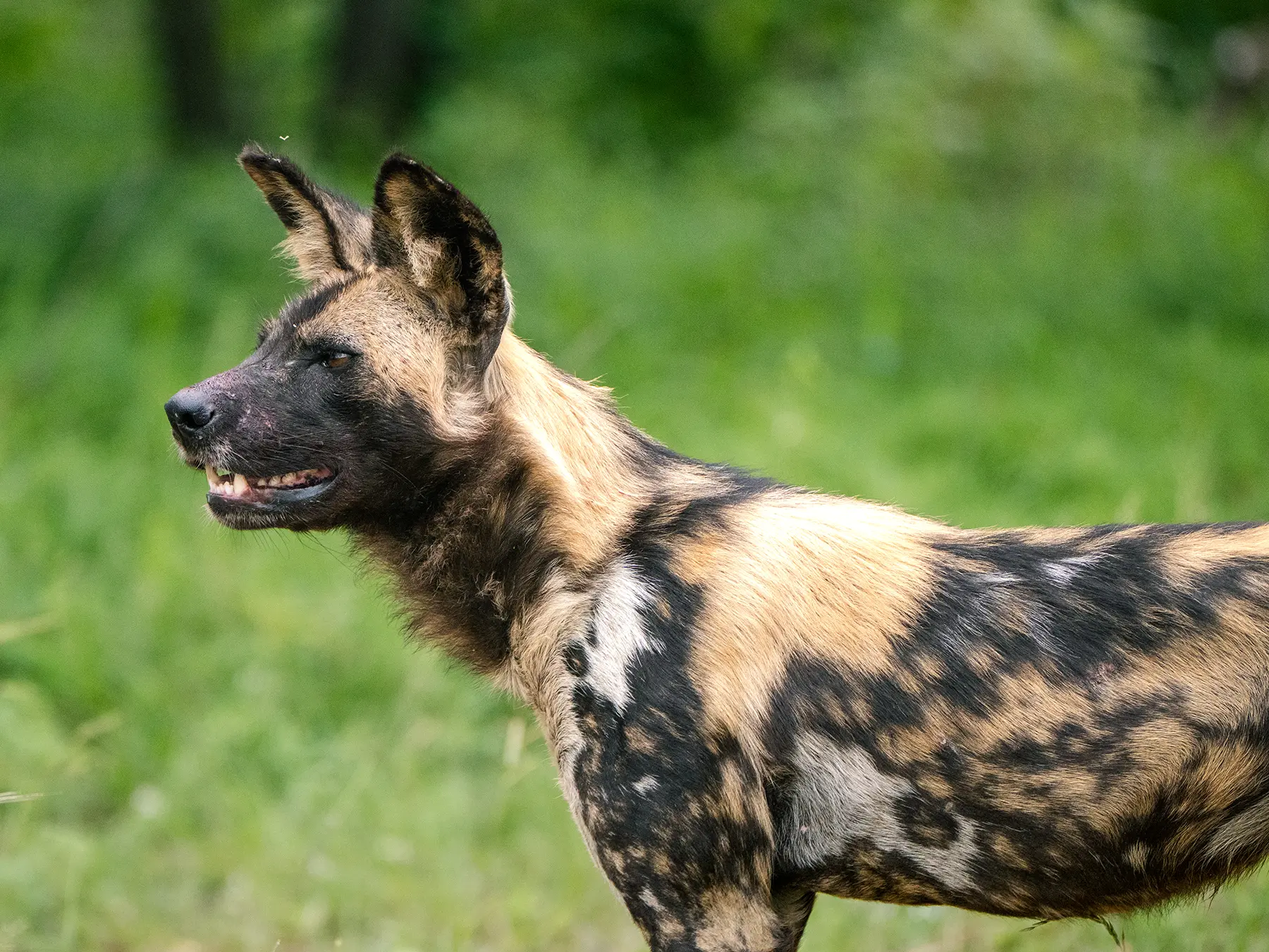Close-up side profile of an African wild dog looking upward on safari in the Sabi Sand Game Reserve, South Africa