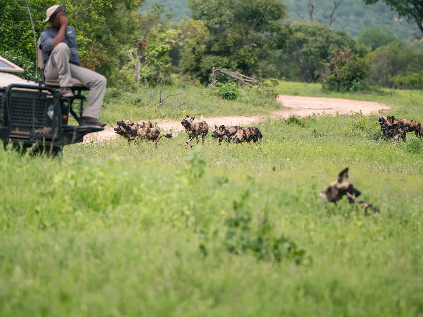 An African wild dog pack gathered in the grass with a safari guide watching from a vehicle on safari in the Sabi Sand Game Reserve, South Africa