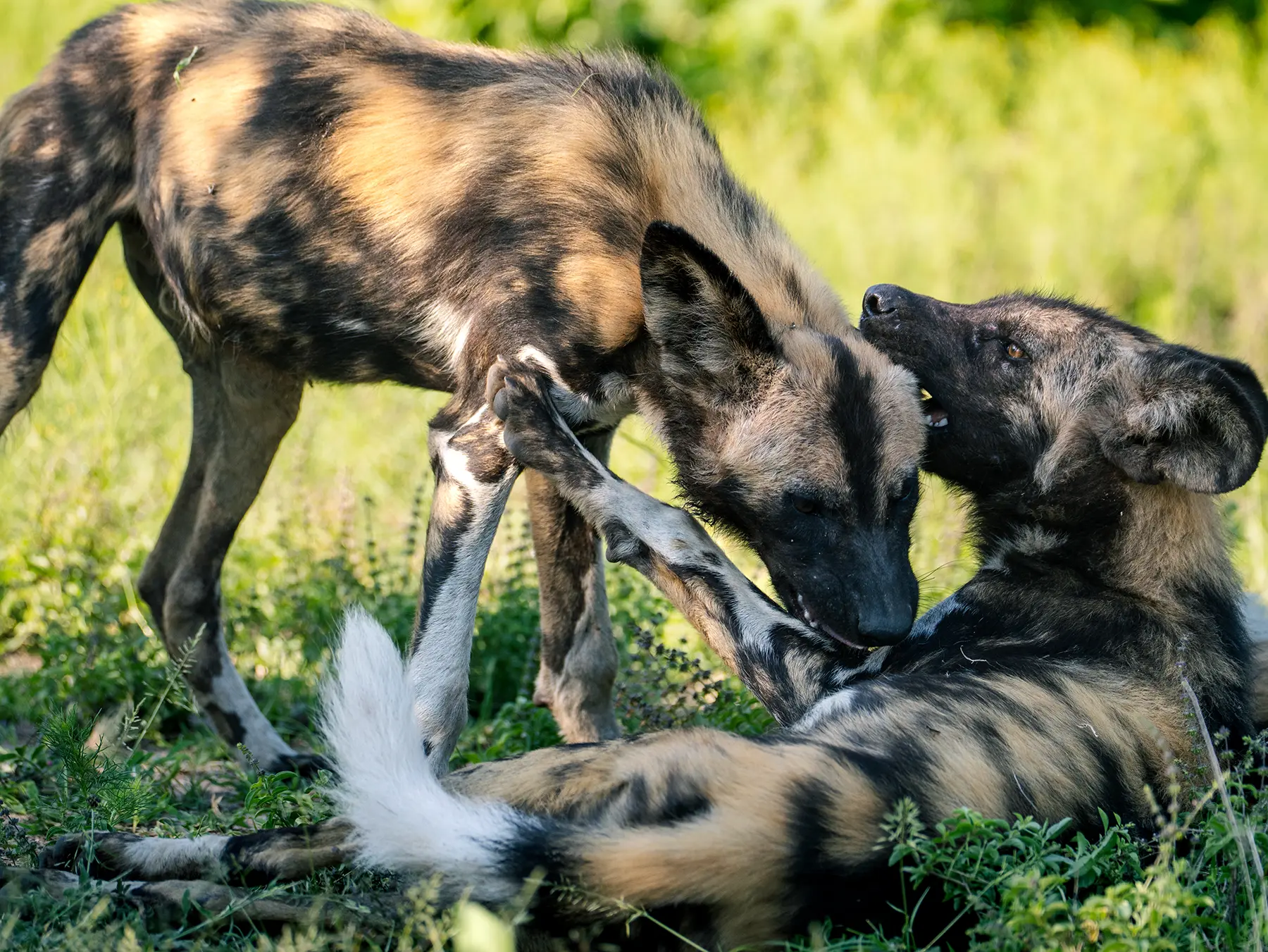 Two African wild dogs interacting as one stands over the other lying on the ground on safari in the Sabi Sand Game Reserve, South Africa