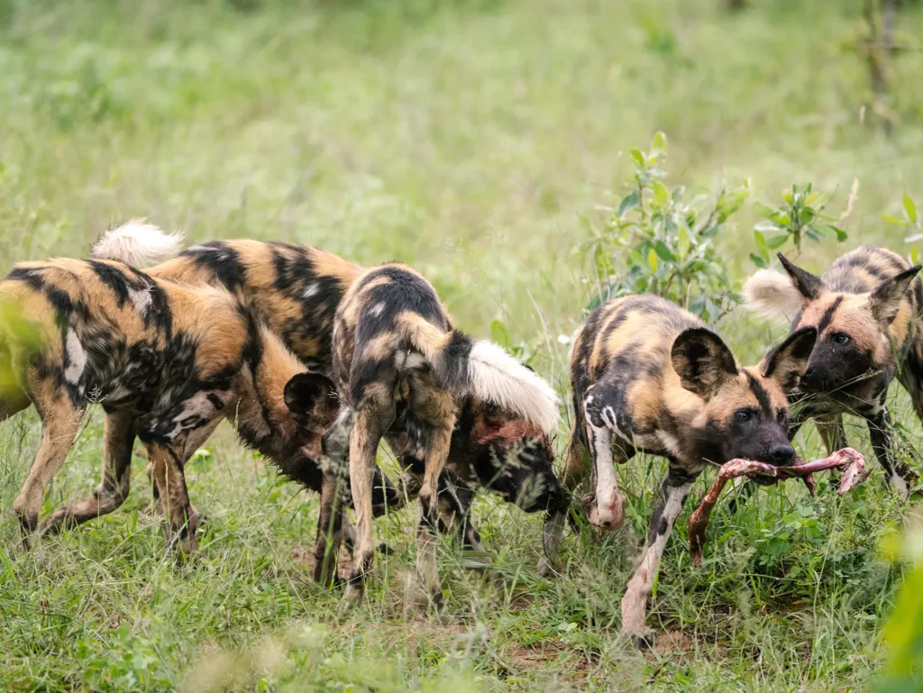 A pack of African wild dogs feeding on a kill on safari in the Sabi Sand Game Reserve, South Africa