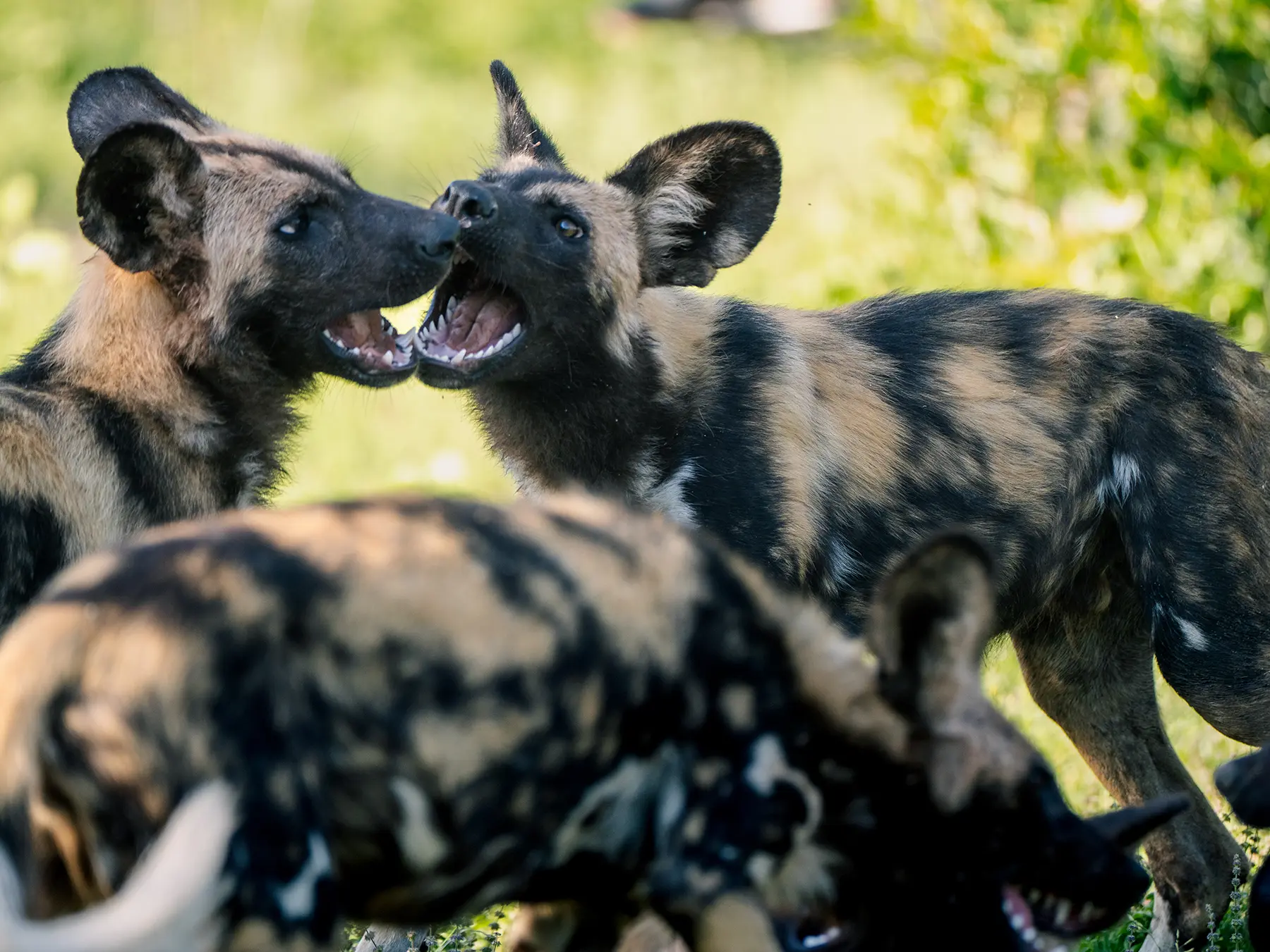 Two African wild dogs locking jaws during a play fight on safari in the Sabi Sand Game Reserve, South Africa