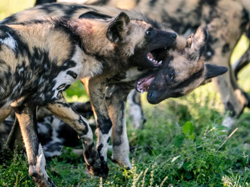 Two African wild dogs play-fighting with mouths open on safari in the Sabi Sand Game Reserve, South Africa