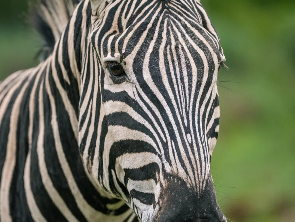 Close-up portrait of a zebra's face showing its black and white stripe pattern on safari in the Sabi Sand Game Reserve, South Africa