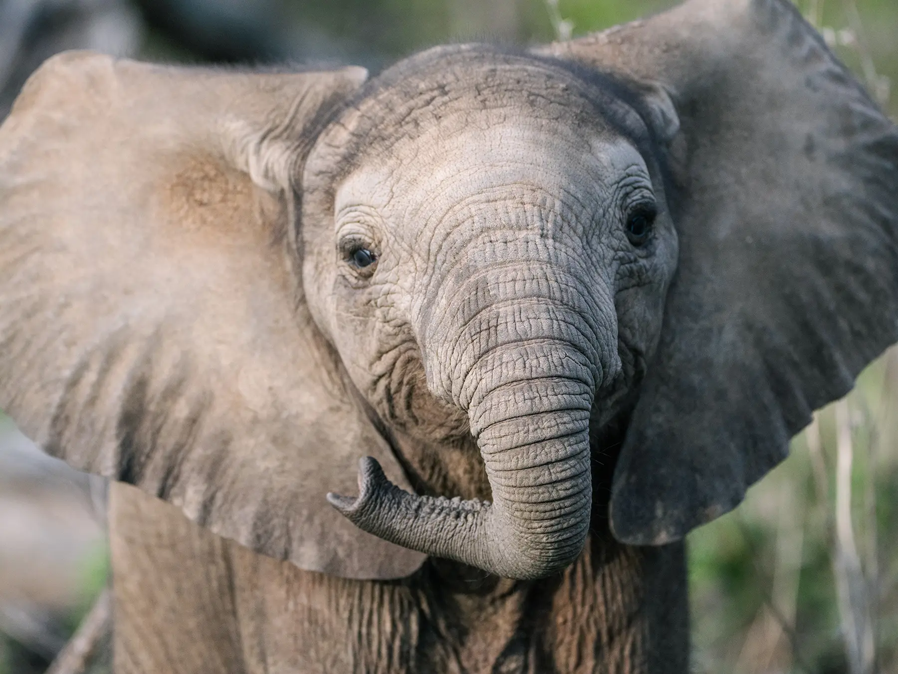 Close-up portrait of a baby elephant with ears spread wide and trunk curled on safari in the Timbavati Private Nature Reserve, South Africa