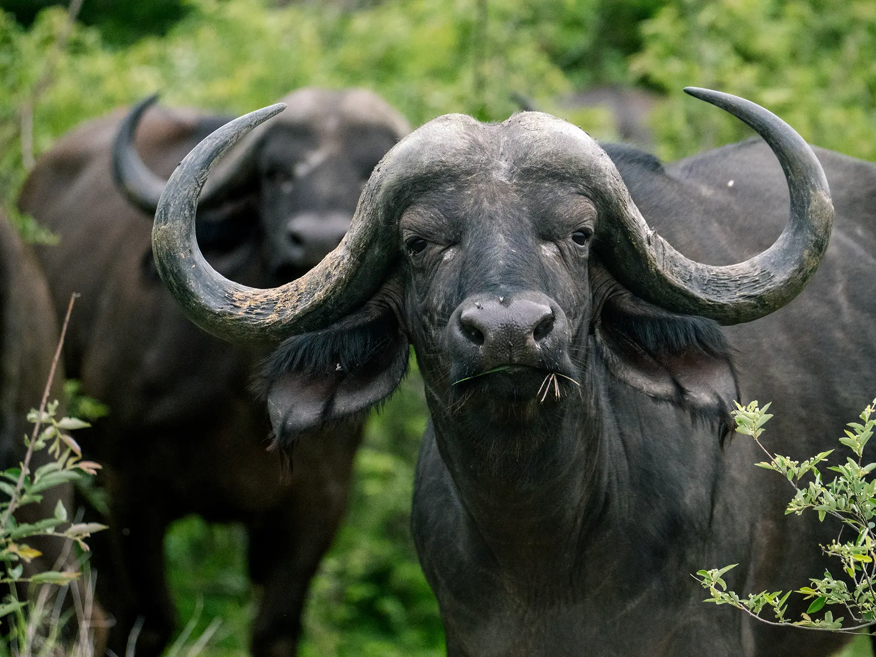 Cape buffalo bull staring directly at the camera with grass in its mouth and another buffalo behind it on safari in the Timbavati Private Nature Reserve, South Africa