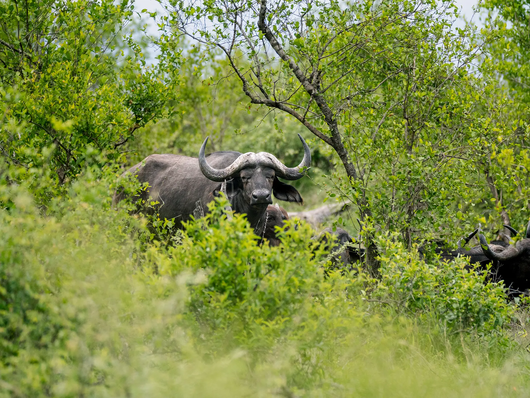 Cape buffalo bull peering through thick green bush with other buffalo resting behind it on safari in the Timbavati Private Nature Reserve, South Africa