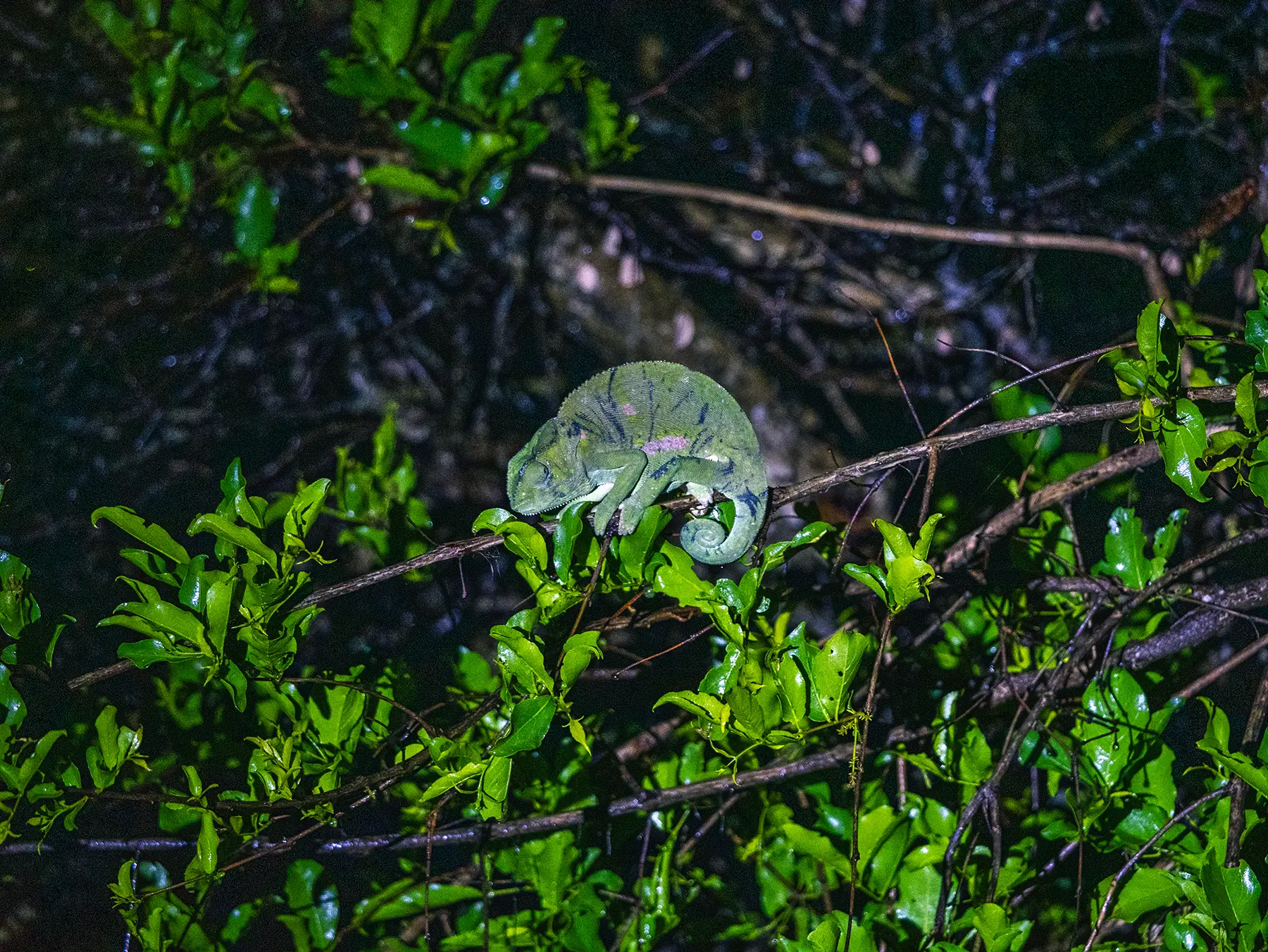 Chameleon clinging to a branch among green leaves at night on safari in the Timbavati Private Nature Reserve, South Africa
