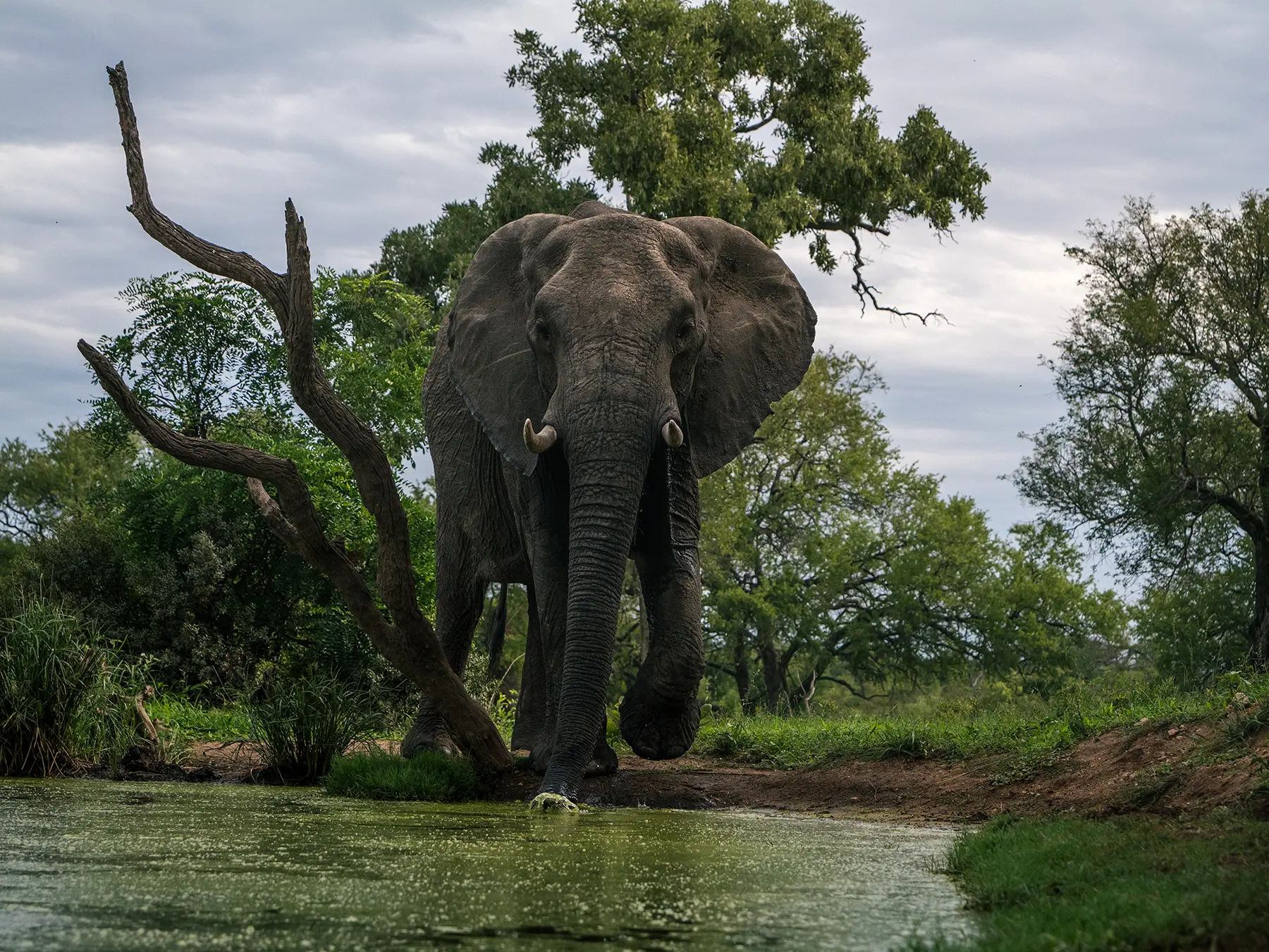 Elephant bull approaching a waterhole beneath a cloudy sky with a dead tree beside it on safari in the Timbavati Private Nature Reserve, South Africa