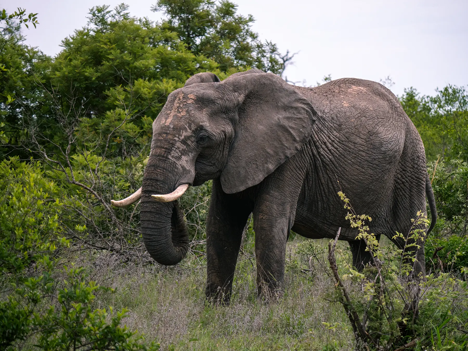 Elephant bull browsing among dense green bush on safari in the Timbavati Private Nature Reserve, South Africa
