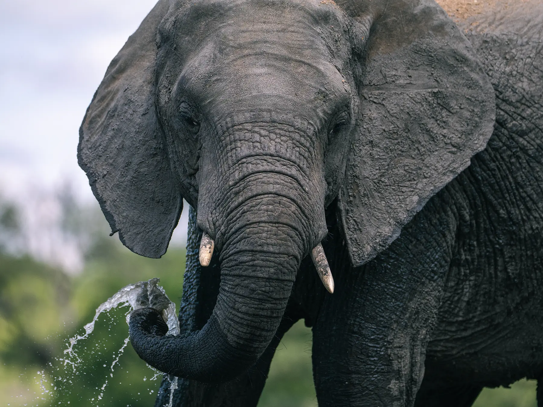Close-up of an elephant bull drinking with water streaming from the tip of its trunk on safari in the Timbavati Private Nature Reserve, South Africa