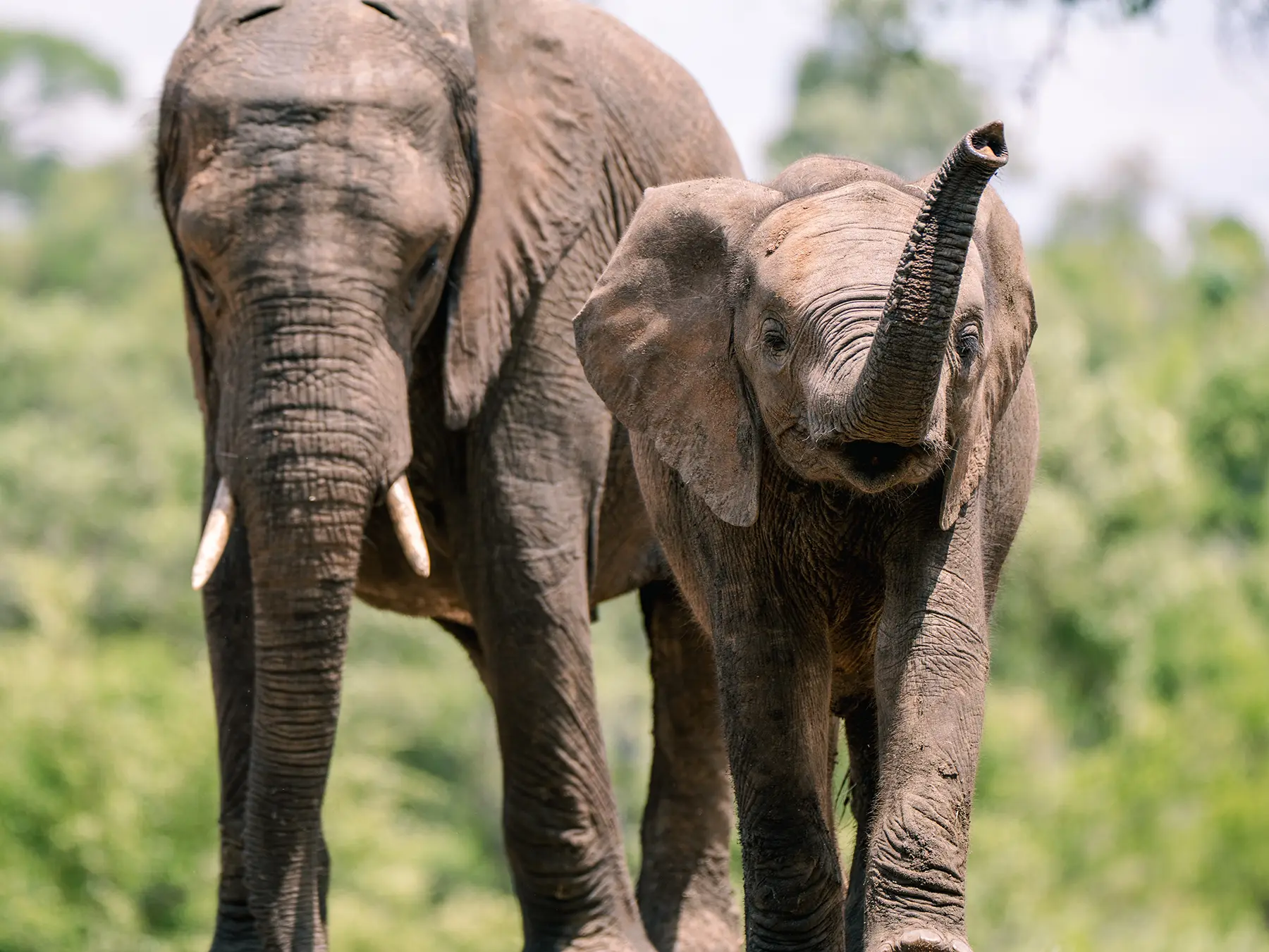 Elephant calf with trunk raised walking in front of its mother on safari in the Timbavati Private Nature Reserve, South Africa