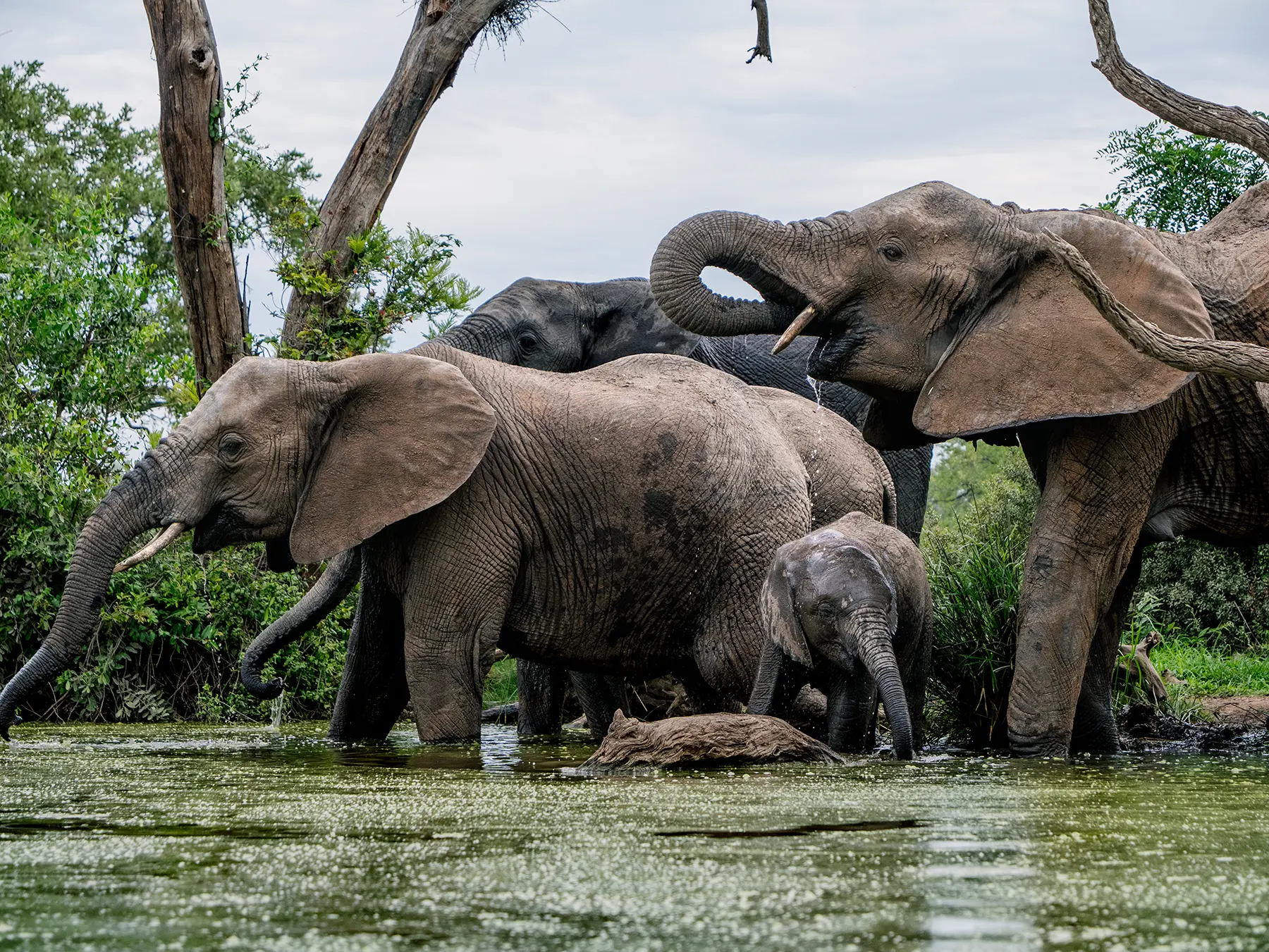 Elephant breeding herd with a small calf at a waterhole on safari in the Timbavati Private Nature Reserve, South Africa