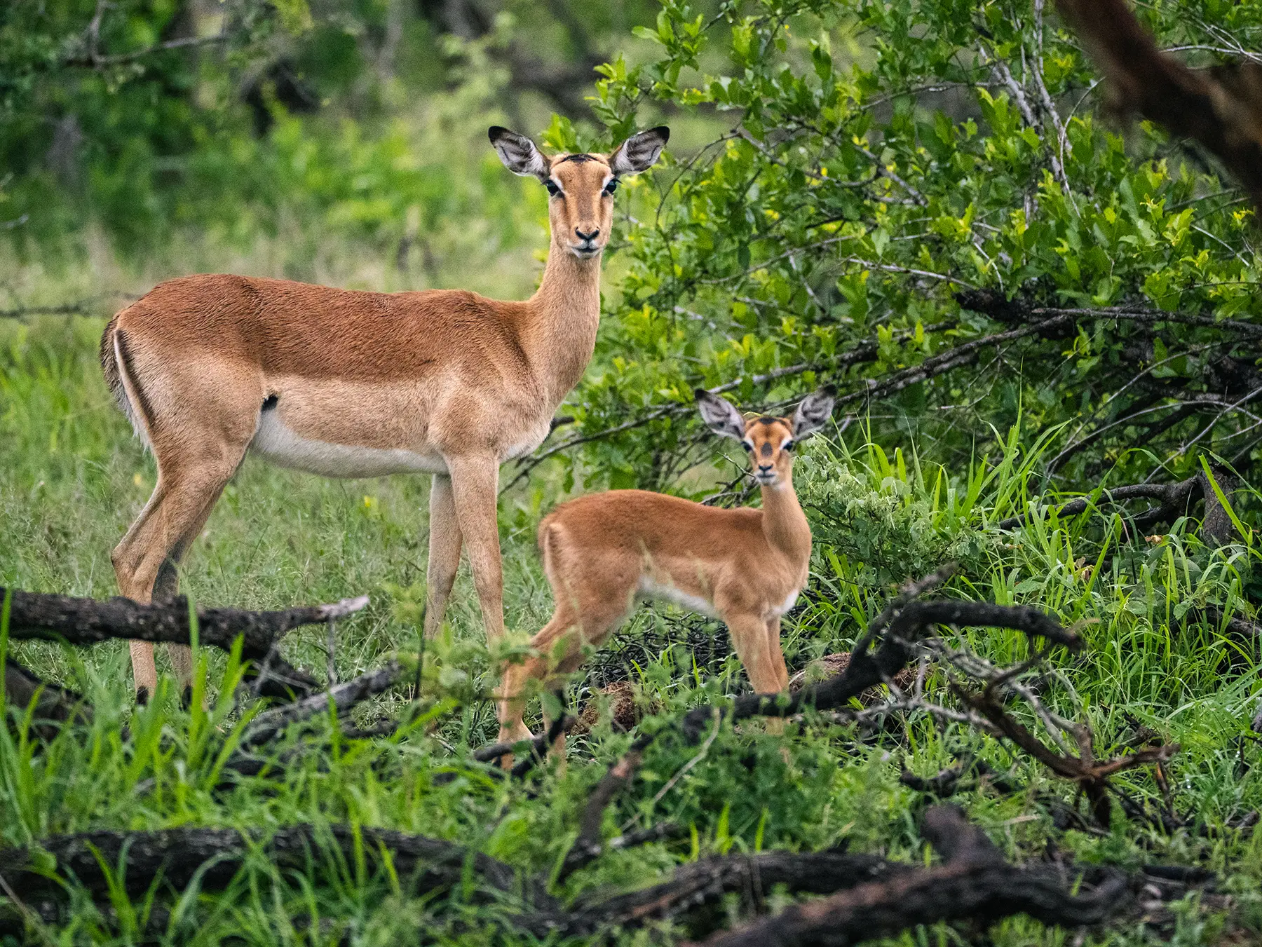 Impala mother and lamb standing alert in green bush on safari in the Timbavati Private Nature Reserve, South Africa