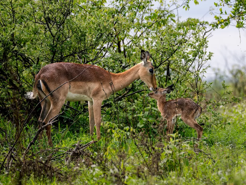 Impala ewe nuzzling her newborn lamb in the green bush on safari in the Timbavati Private Nature Reserve, South Africa