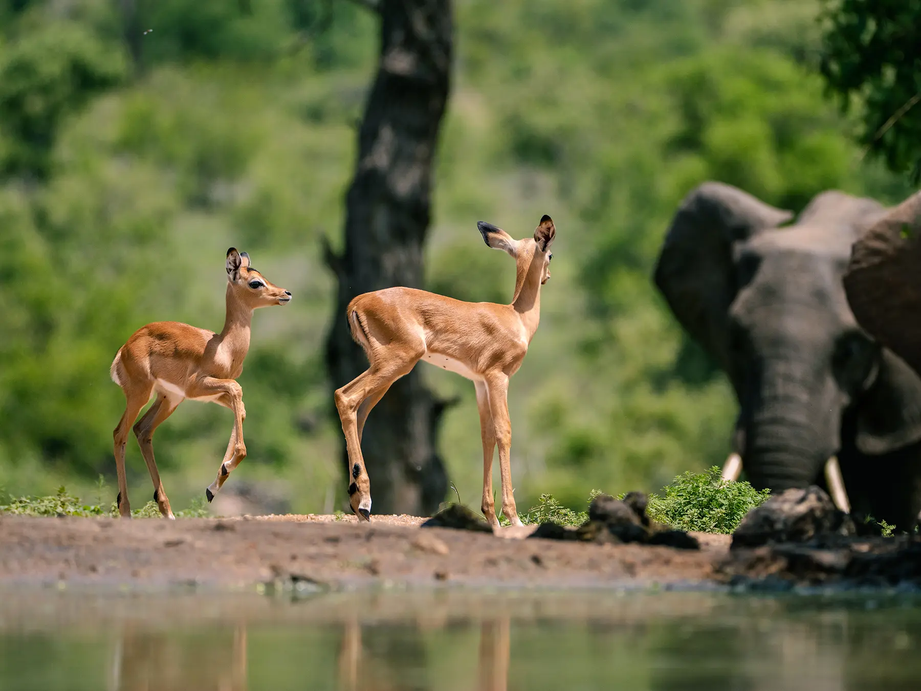 Impala at a waterhole with an elephant drinking in the background on safari in the Timbavati Private Nature Reserve, South Africa