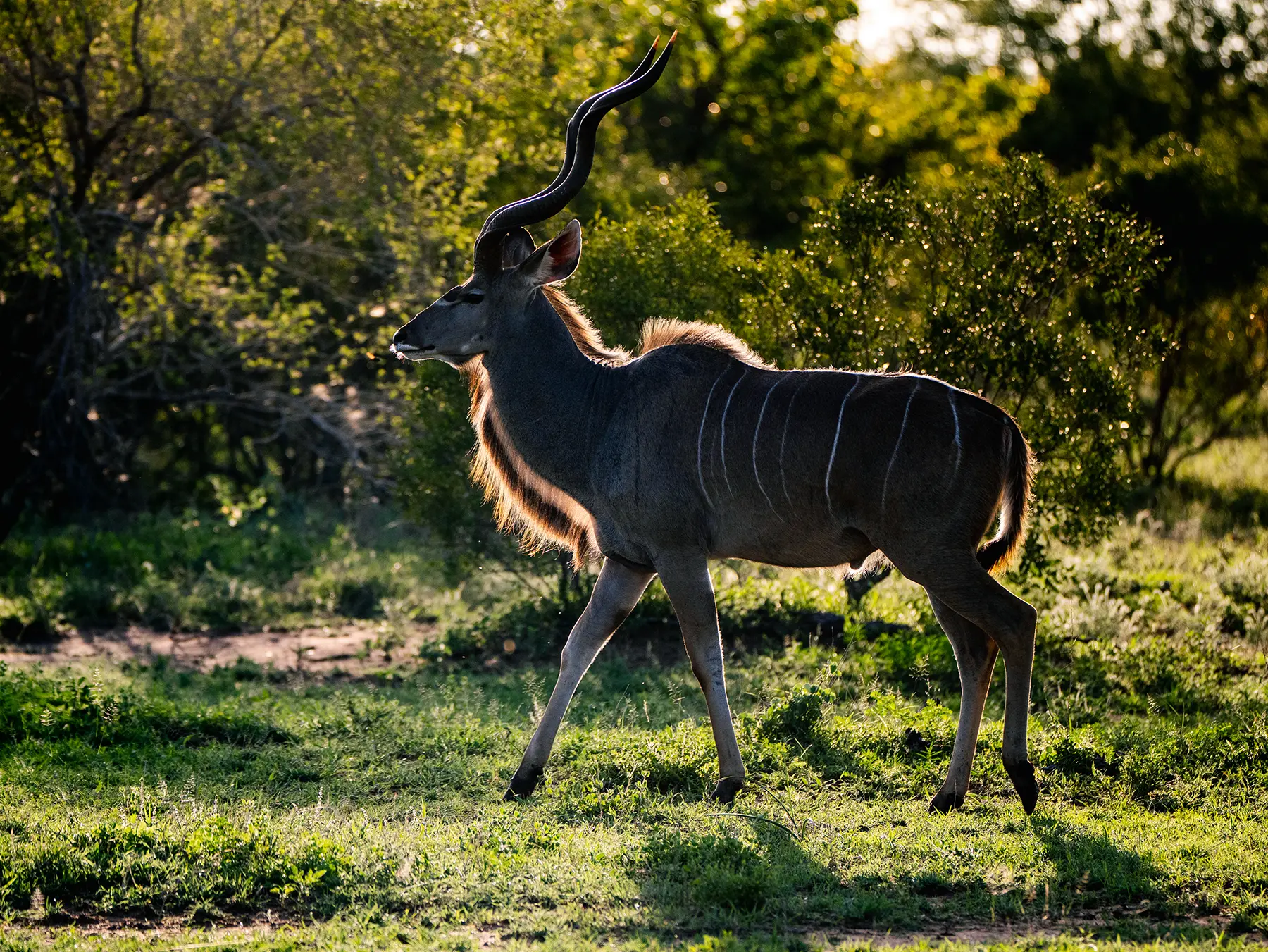Kudu bull walking through an open clearing at golden hour on safari in the Timbavati Private Nature Reserve, South Africa