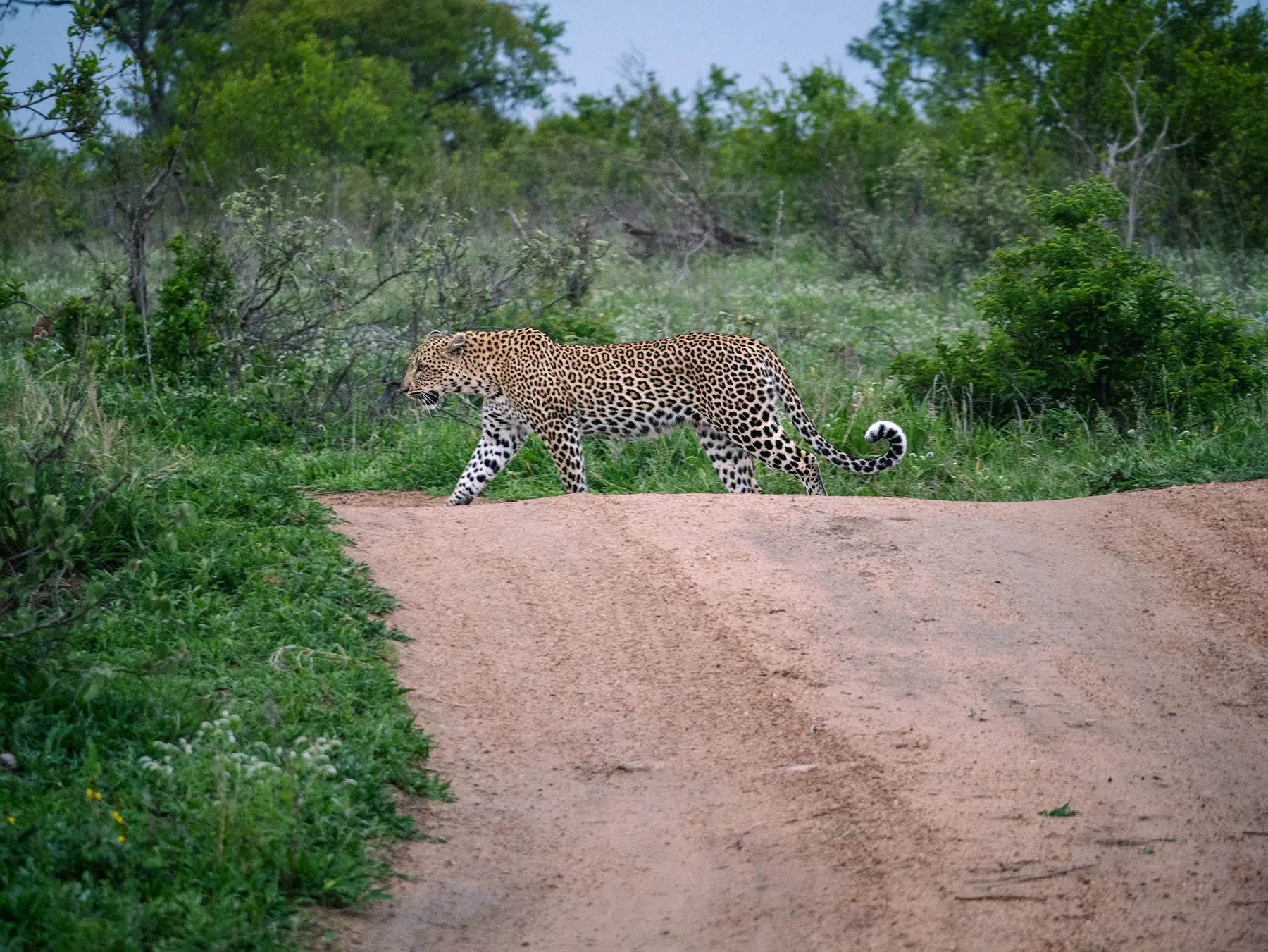 Leopard crossing a dirt road with green bush in the background on safari in the Timbavati Private Nature Reserve, South Africa