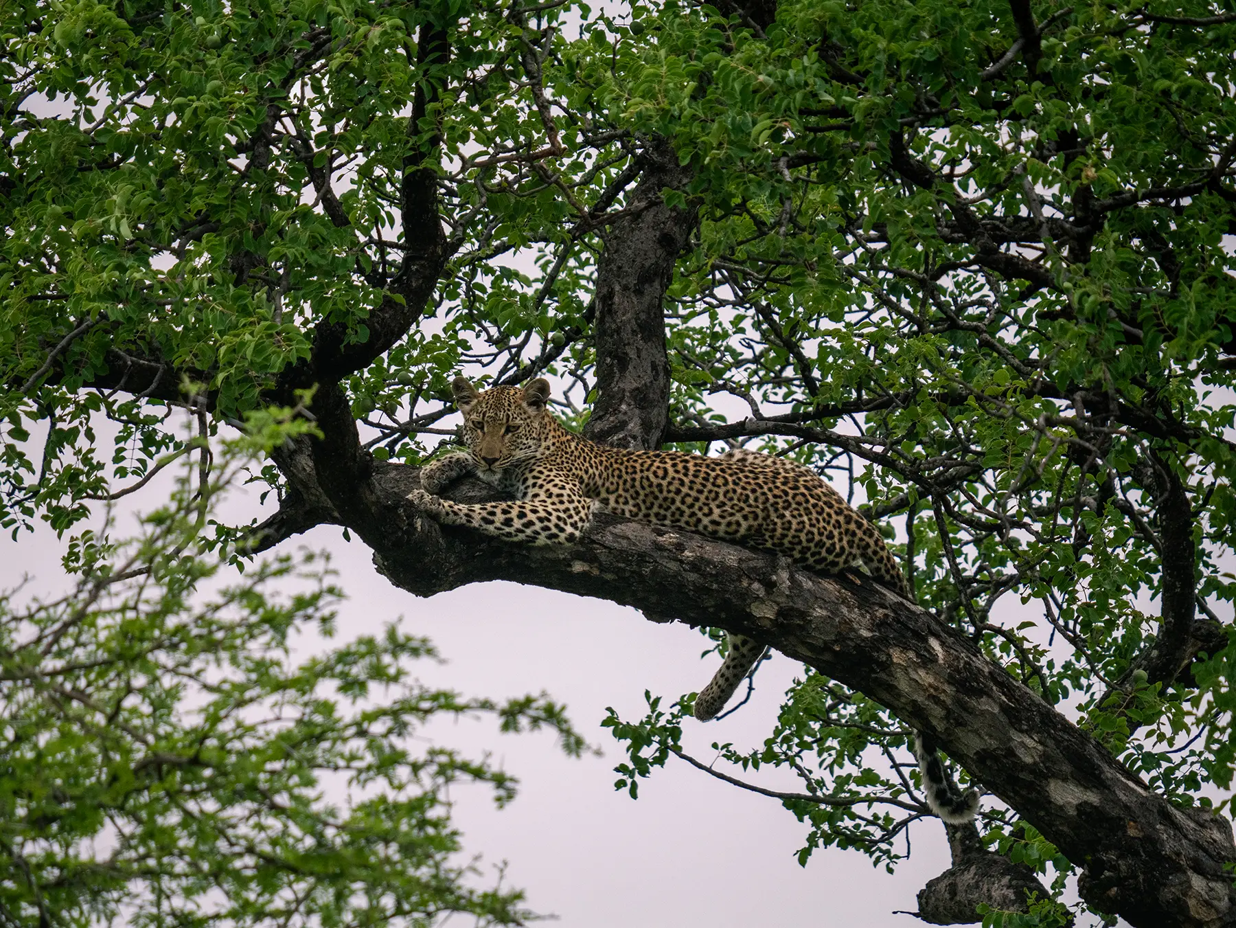 Leopard resting on a large tree branch surrounded by green leaves on safari in the Timbavati Private Nature Reserve, South Africa