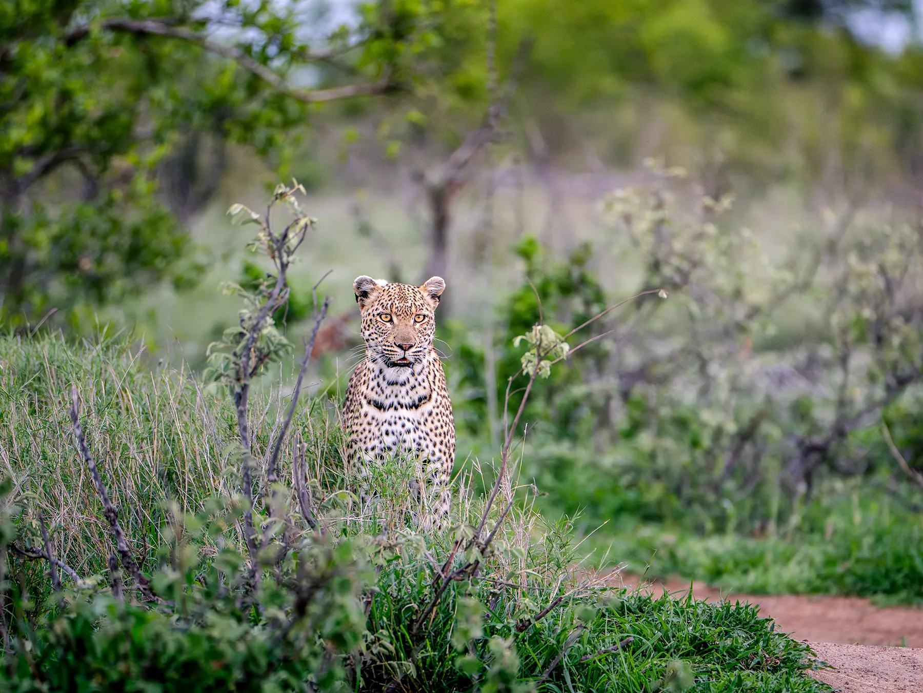 Leopard sitting upright among green bush looking directly at the camera on safari in the Timbavati Private Nature Reserve, South Africa