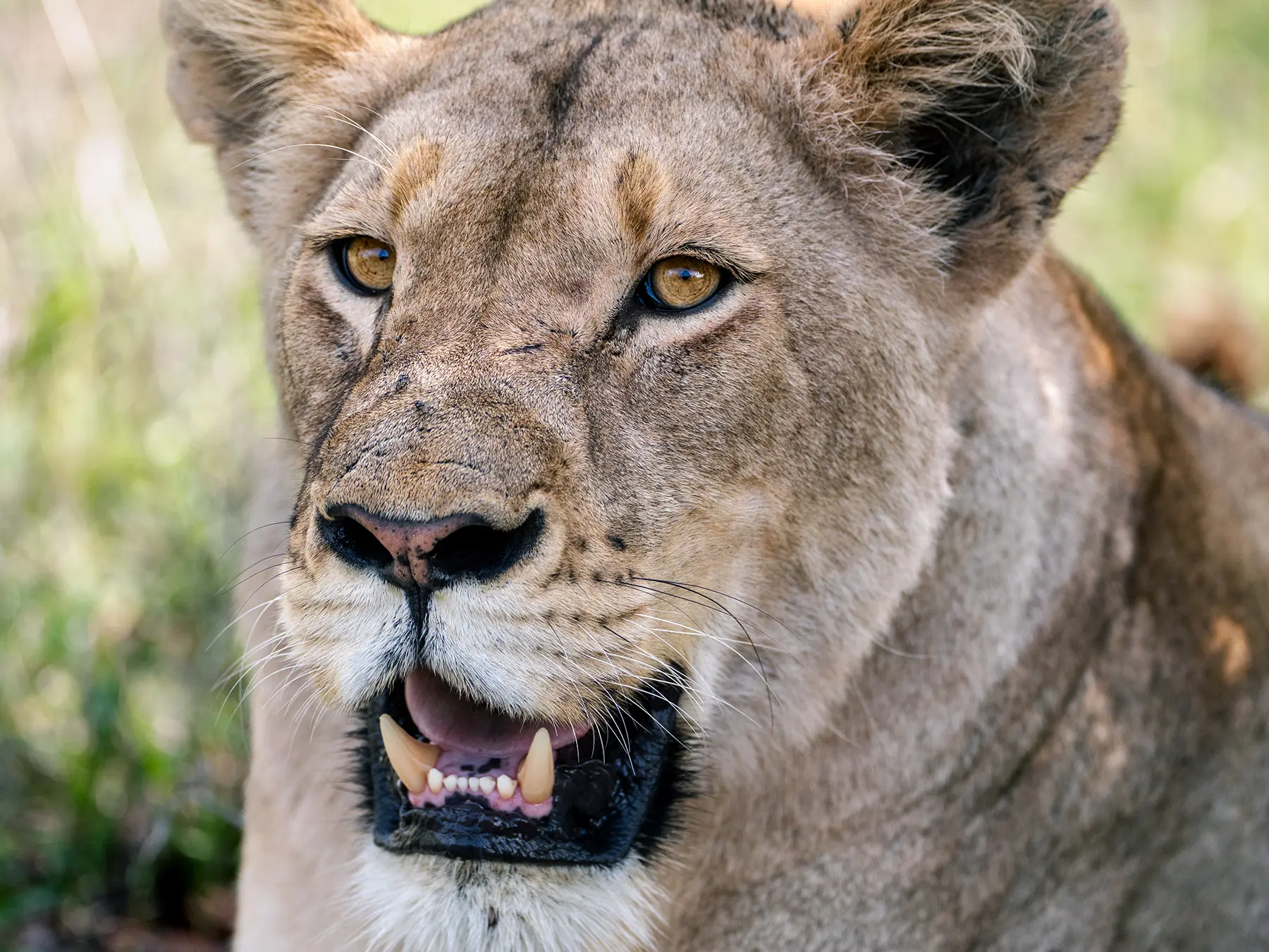 Lioness close-up portrait with mouth slightly open on safari in the Timbavati Private Nature Reserve, South Africa