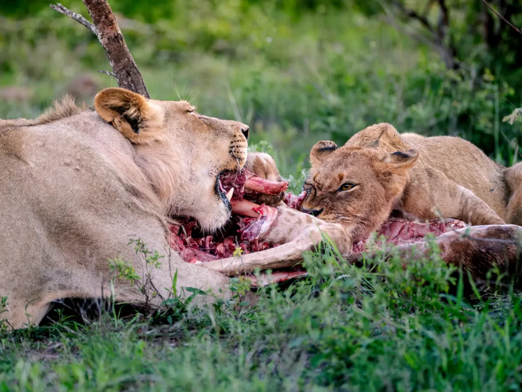 Lioness and cub feeding together on a kill on safari in the Timbavati Private Nature Reserve, South Africa
