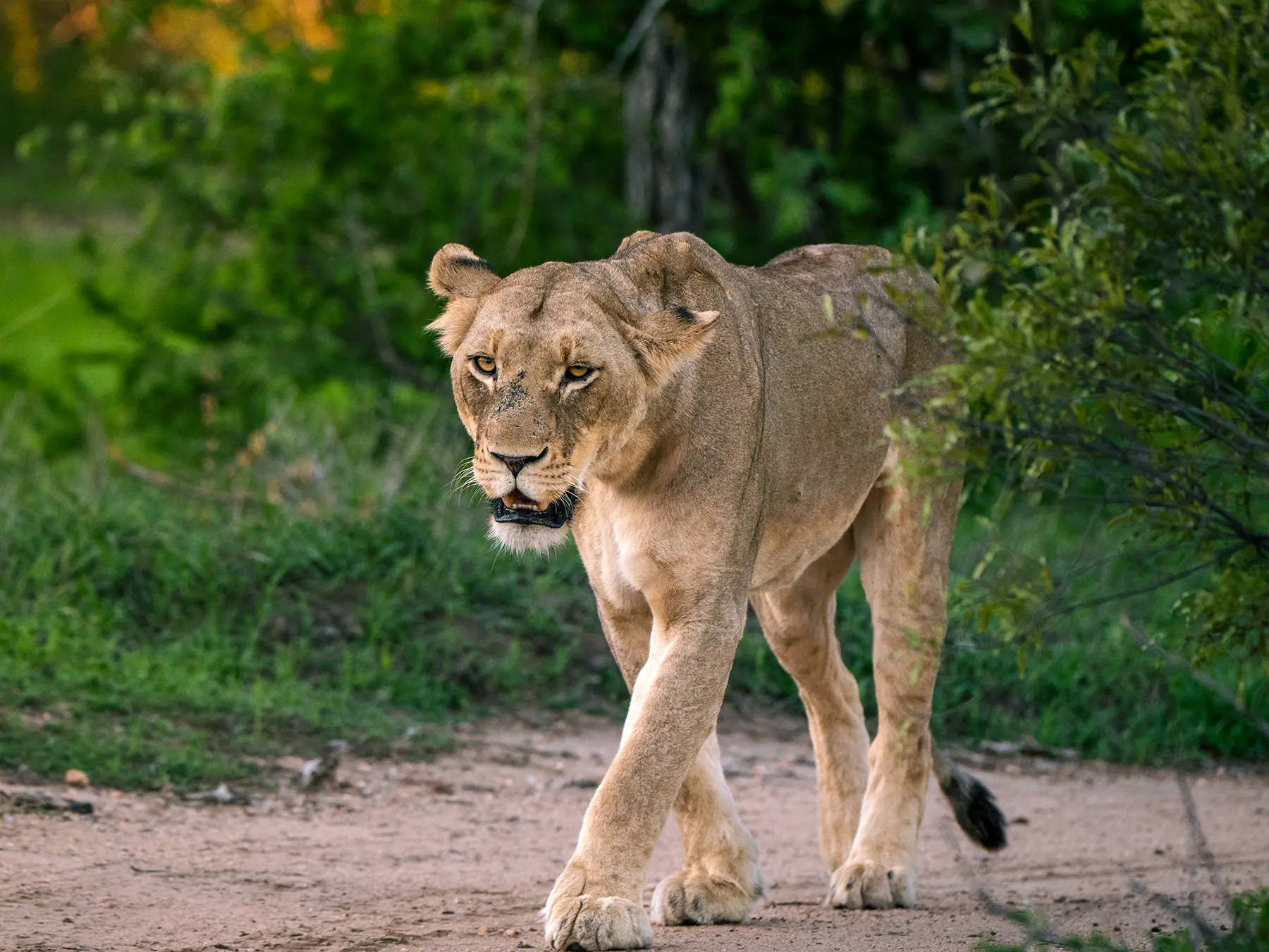Lioness walking along a dirt track through green bush at golden hour on safari in the Timbavati Private Nature Reserve, South Africa