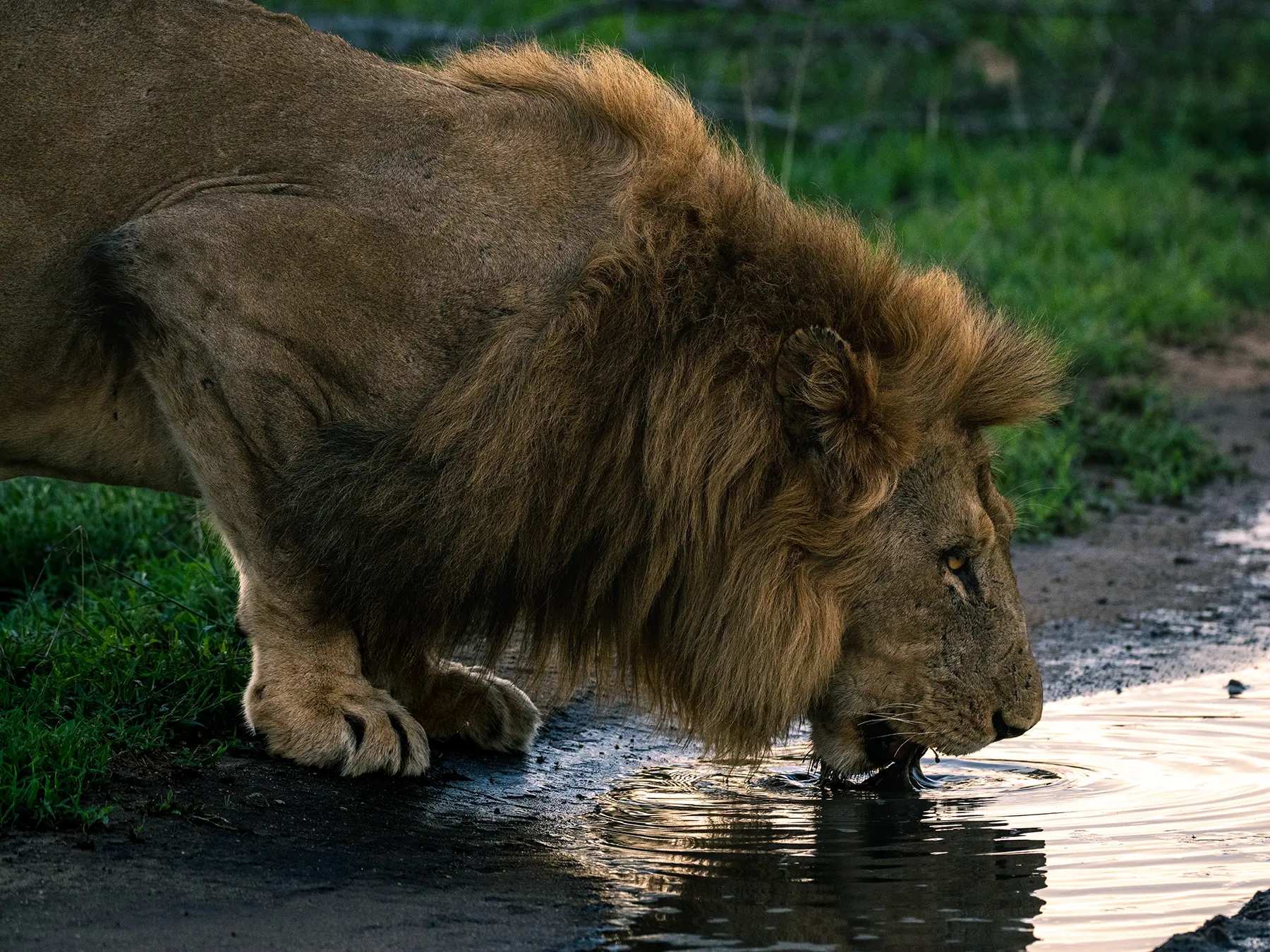Male lion drinking from a puddle at the roadside on safari in the Timbavati Private Nature Reserve, South Africa