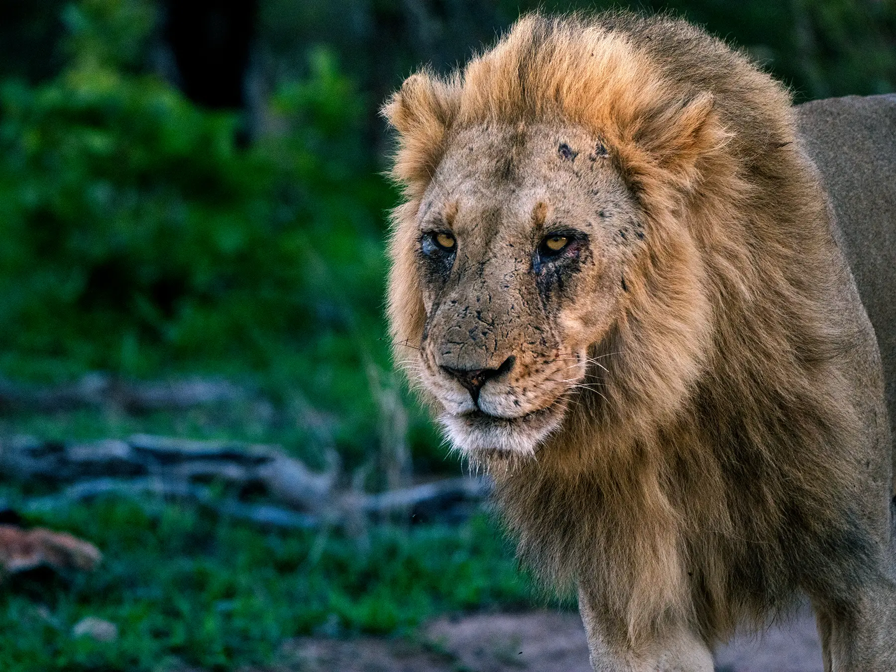 Male lion staring directly at the camera in a head-on portrait on safari in the Timbavati Private Nature Reserve, South Africa