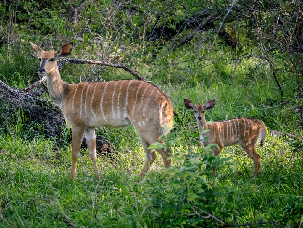 Nyala ewe and her young calf walking through the green bush on safari in the Timbavati Private Nature Reserve, South Africa