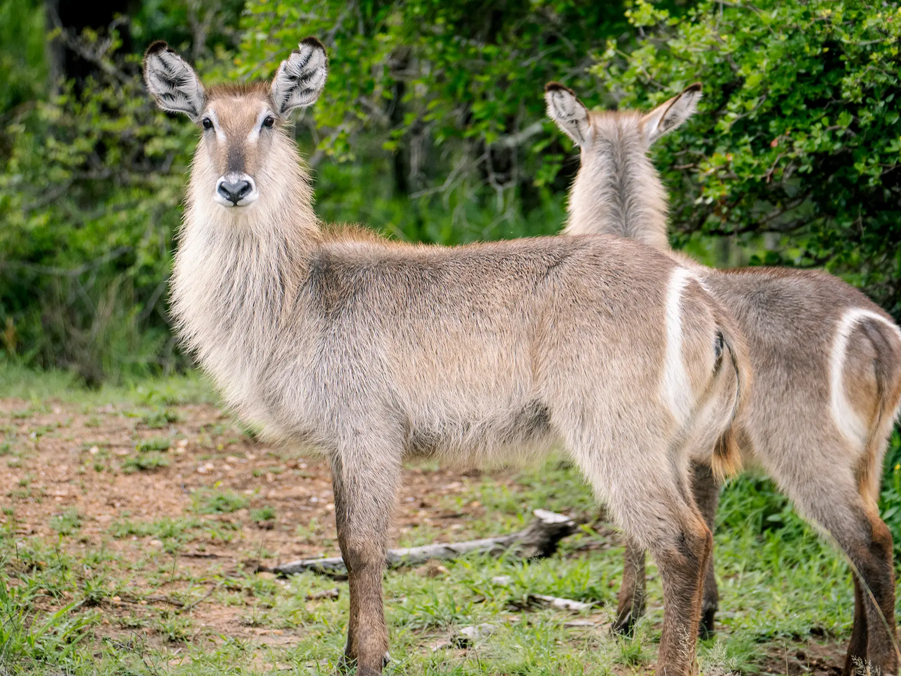 Two female waterbuck standing on a grassy clearing on safari in the Timbavati Private Nature Reserve, South Africa