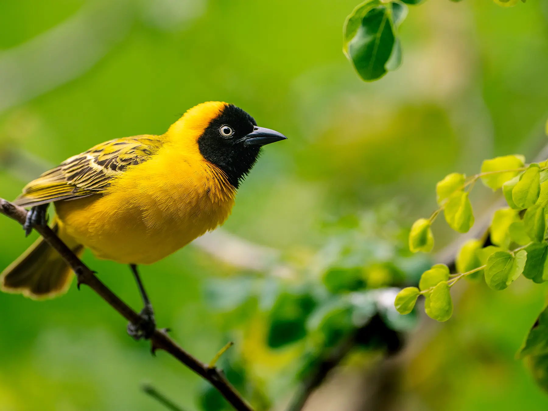 Village weaver with bright yellow plumage and a black face mask perched on a thin branch on safari in the Timbavati Private Nature Reserve, South Africa