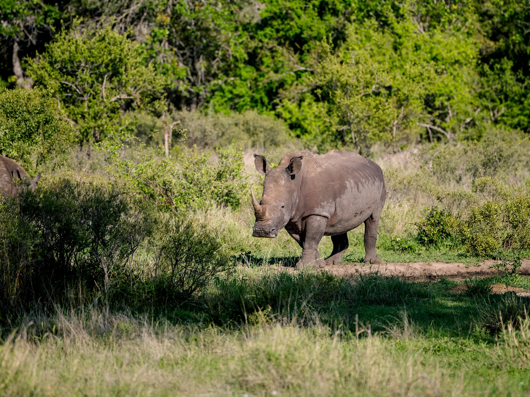White rhino walking towards the camera through green bush on safari in the Timbavati Private Nature Reserve, South Africa