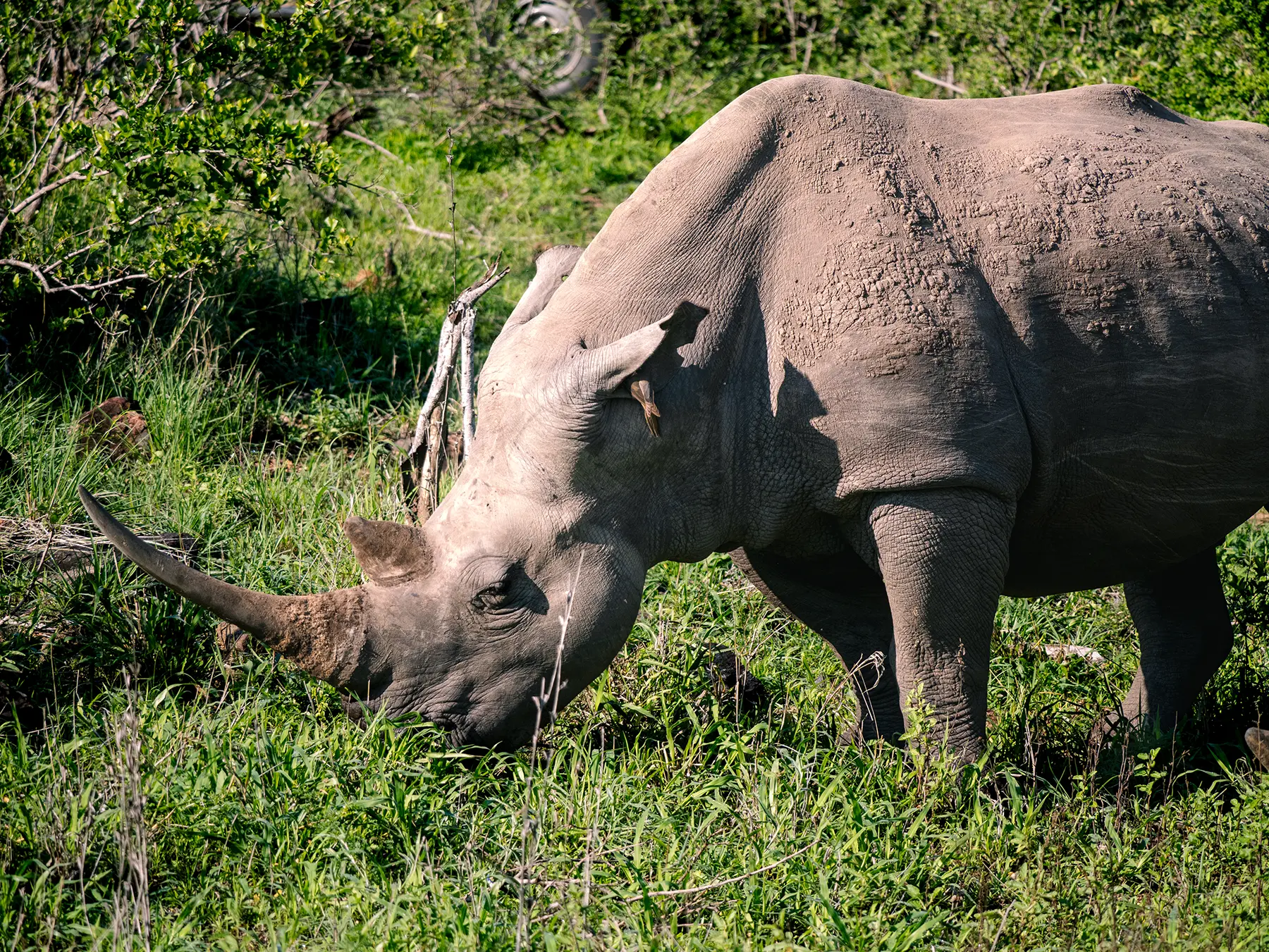 White rhino grazing with its head down in green grass, showing its horn in close-up on safari in the Timbavati Private Nature Reserve, South Africa