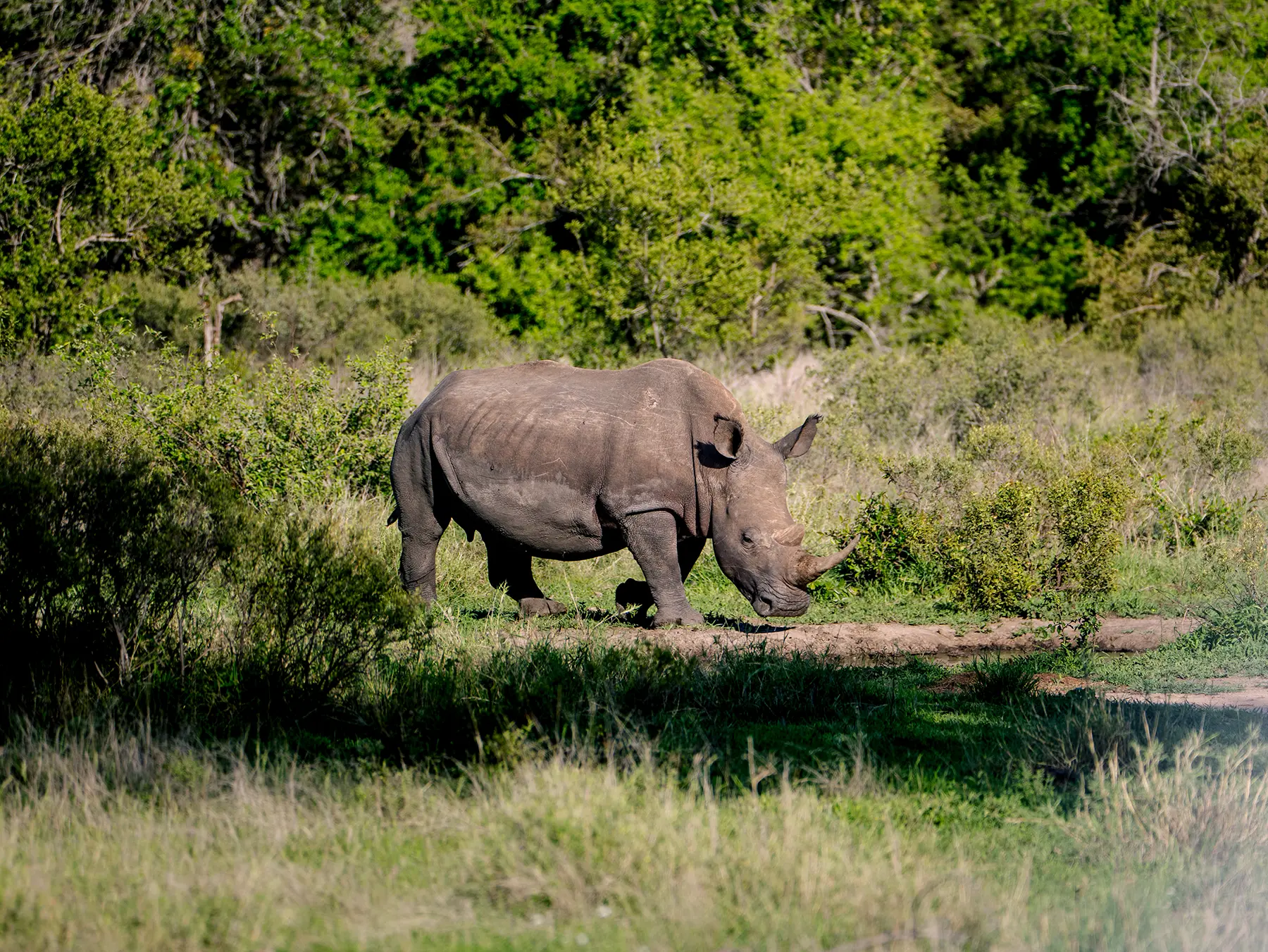 White rhino walking beside a waterhole with dense green bush behind it on safari in the Timbavati Private Nature Reserve, South Africa