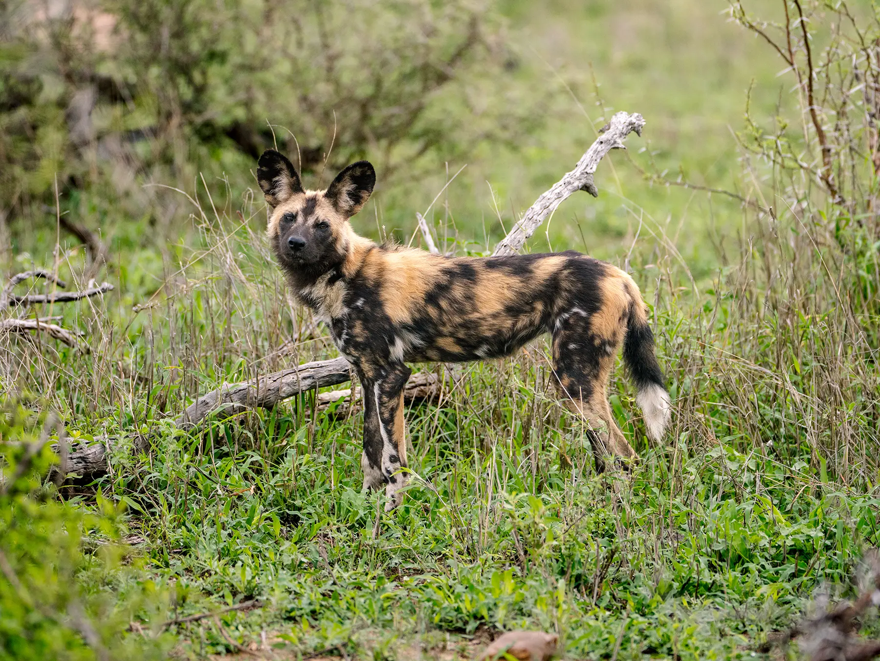 African wild dog standing alert in green grass on safari in the Timbavati Private Nature Reserve, South Africa