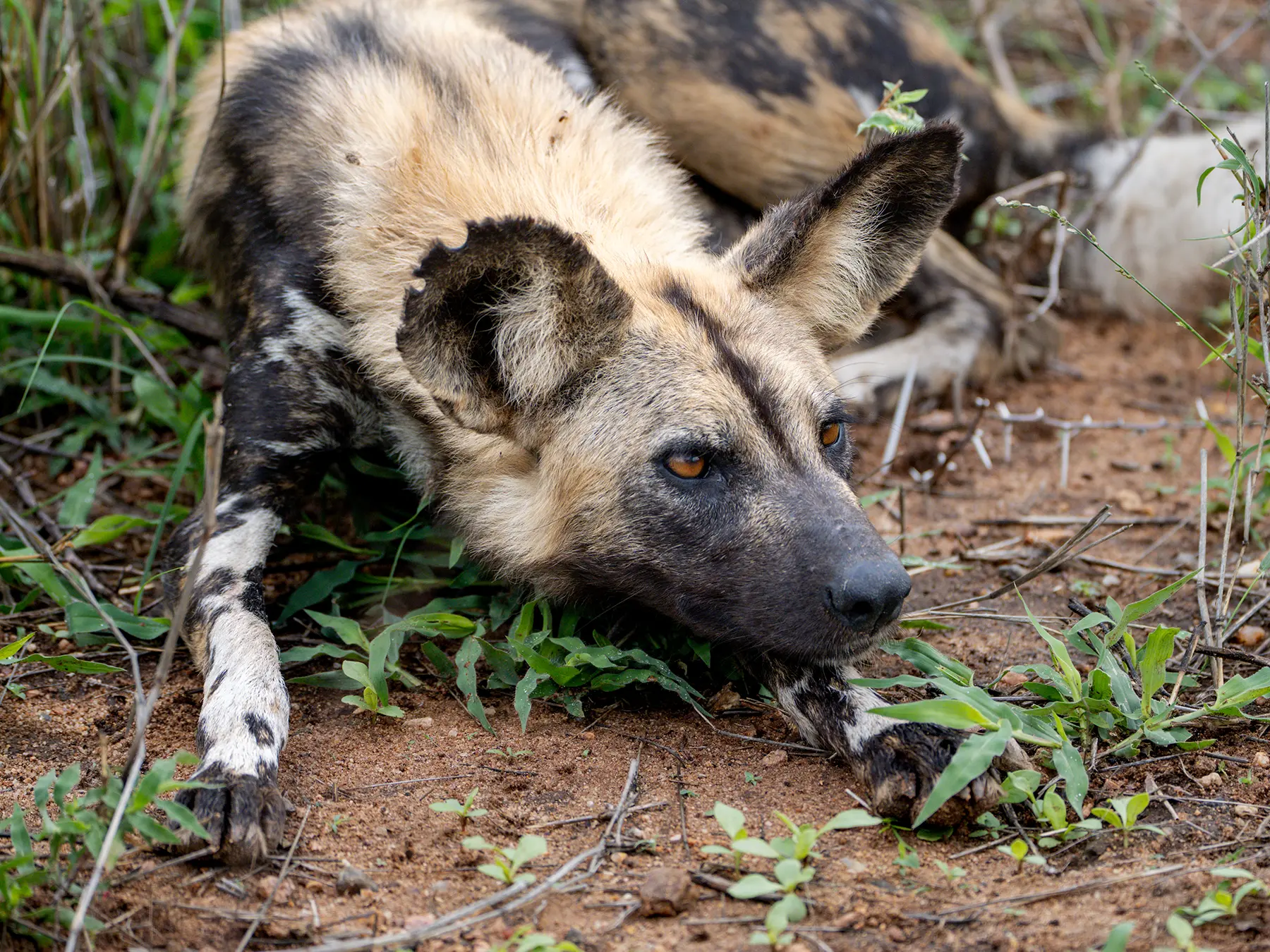 African wild dog lying on the ground with its chin resting on its paws in a close-up portrait on safari in the Timbavati Private Nature Reserve, South Africa