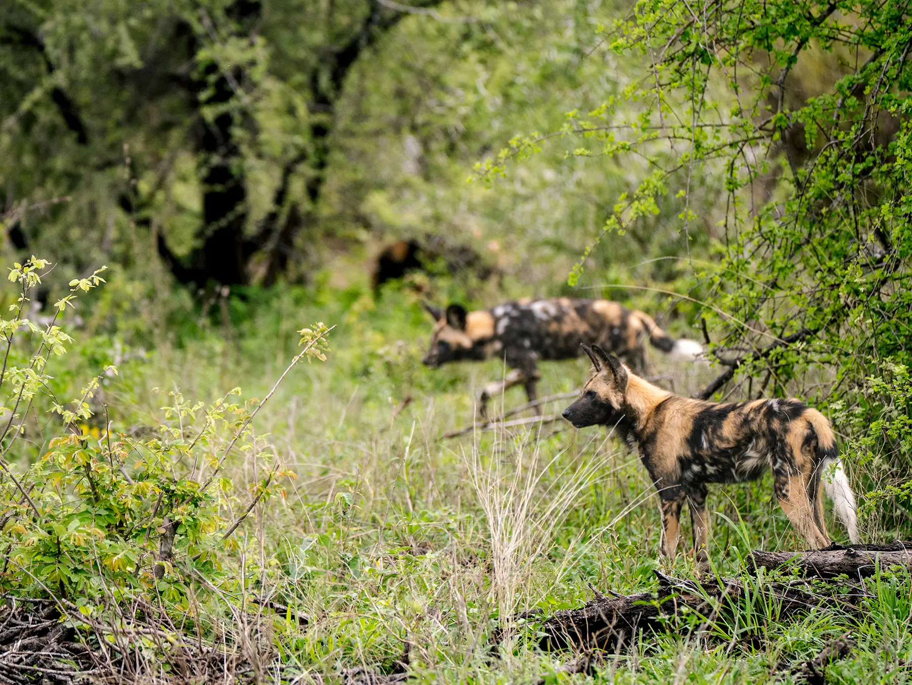 African wild dogs standing among green bush and trees on safari in the Timbavati Private Nature Reserve, South Africa