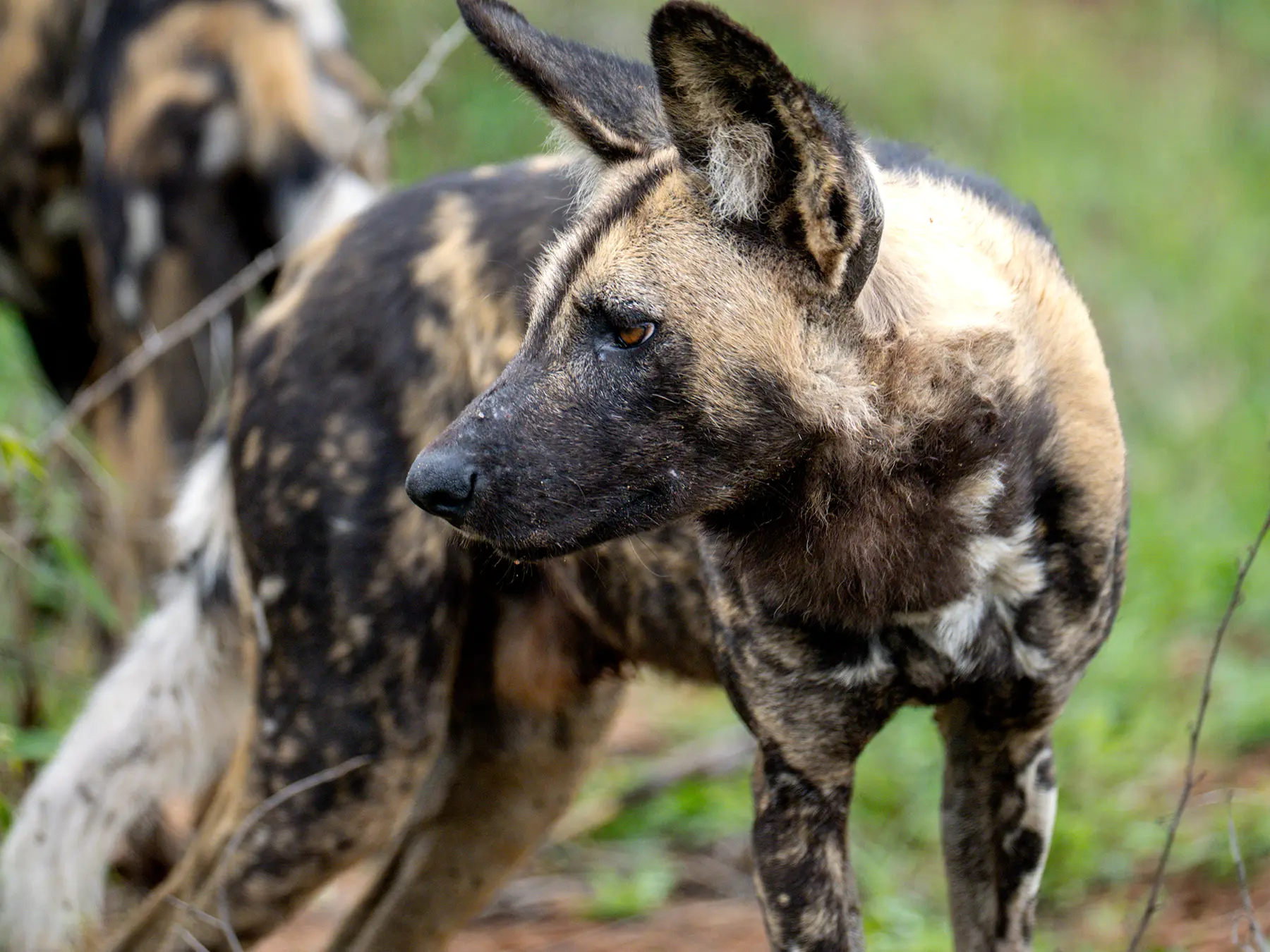 Close-up of an African wild dog in side profile standing alert on safari in the Timbavati Private Nature Reserve, South Africa