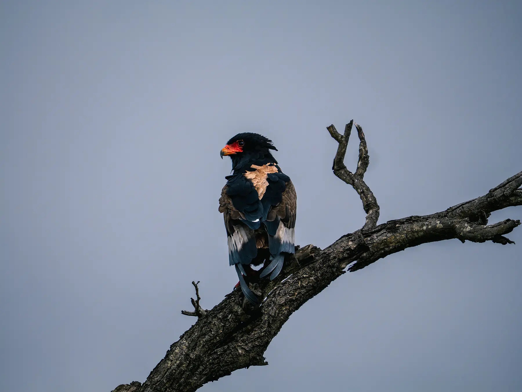 Bateleur eagle perched on a bare branch on safari in the Timbavati Private Nature Reserve, South Africa