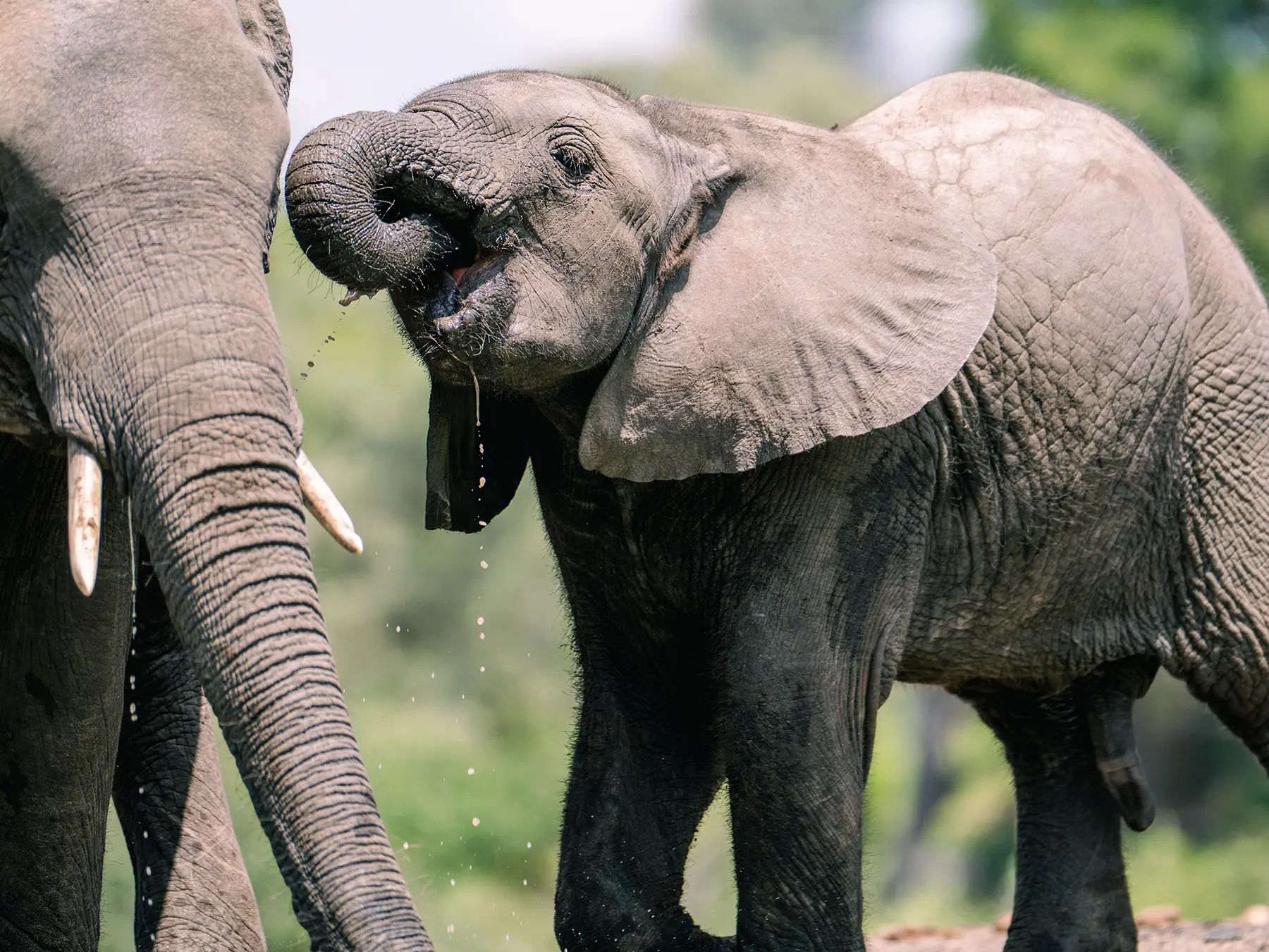 Young elephant drinking with its trunk curled to its mouth beside an adult elephant on safari in the Timbavati Private Nature Reserve, South Africa
