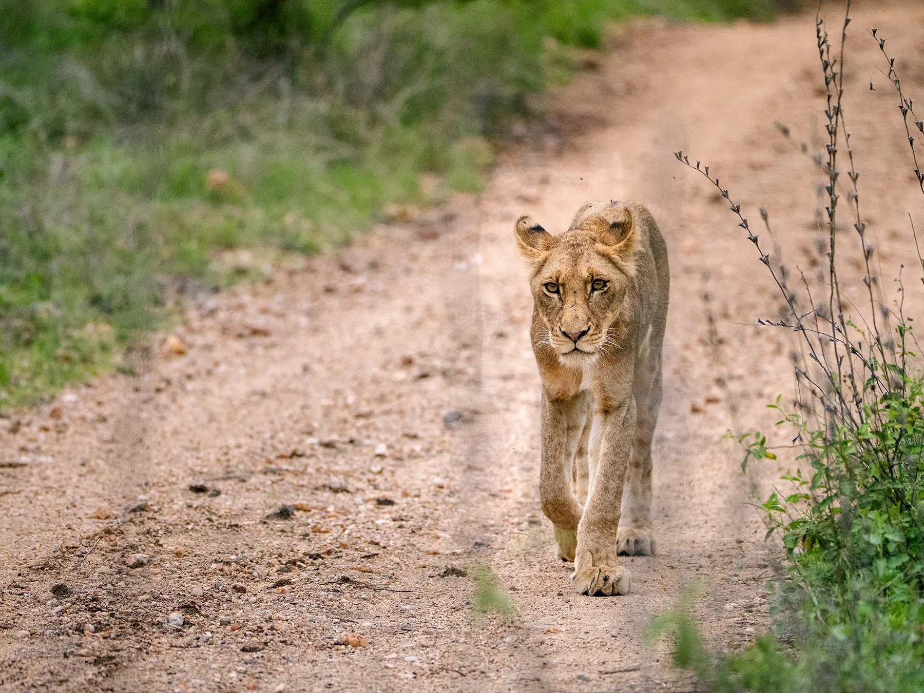 Young lion walking down a dirt road towards the camera on safari in the Timbavati Private Nature Reserve, South Africa