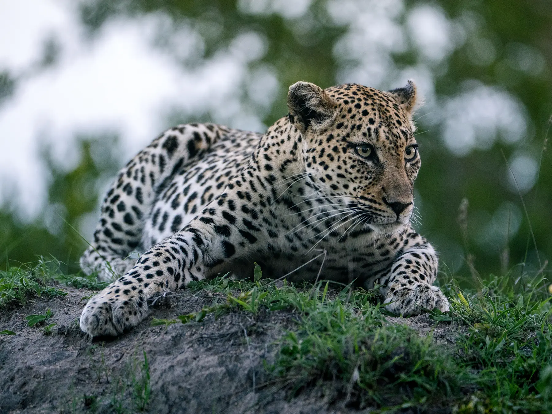 Leopard lying on a mound and looking directly at the camera on safari in Kenya