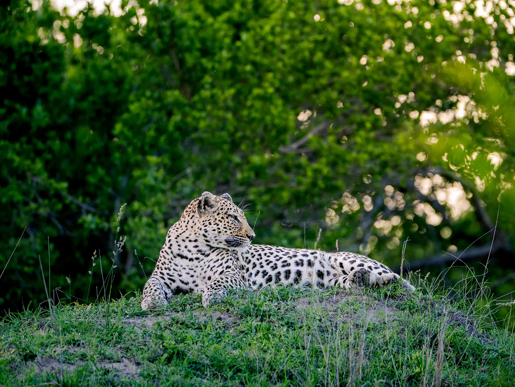 Leopard resting on a grassy mound and looking into the distance on safari in Kenya