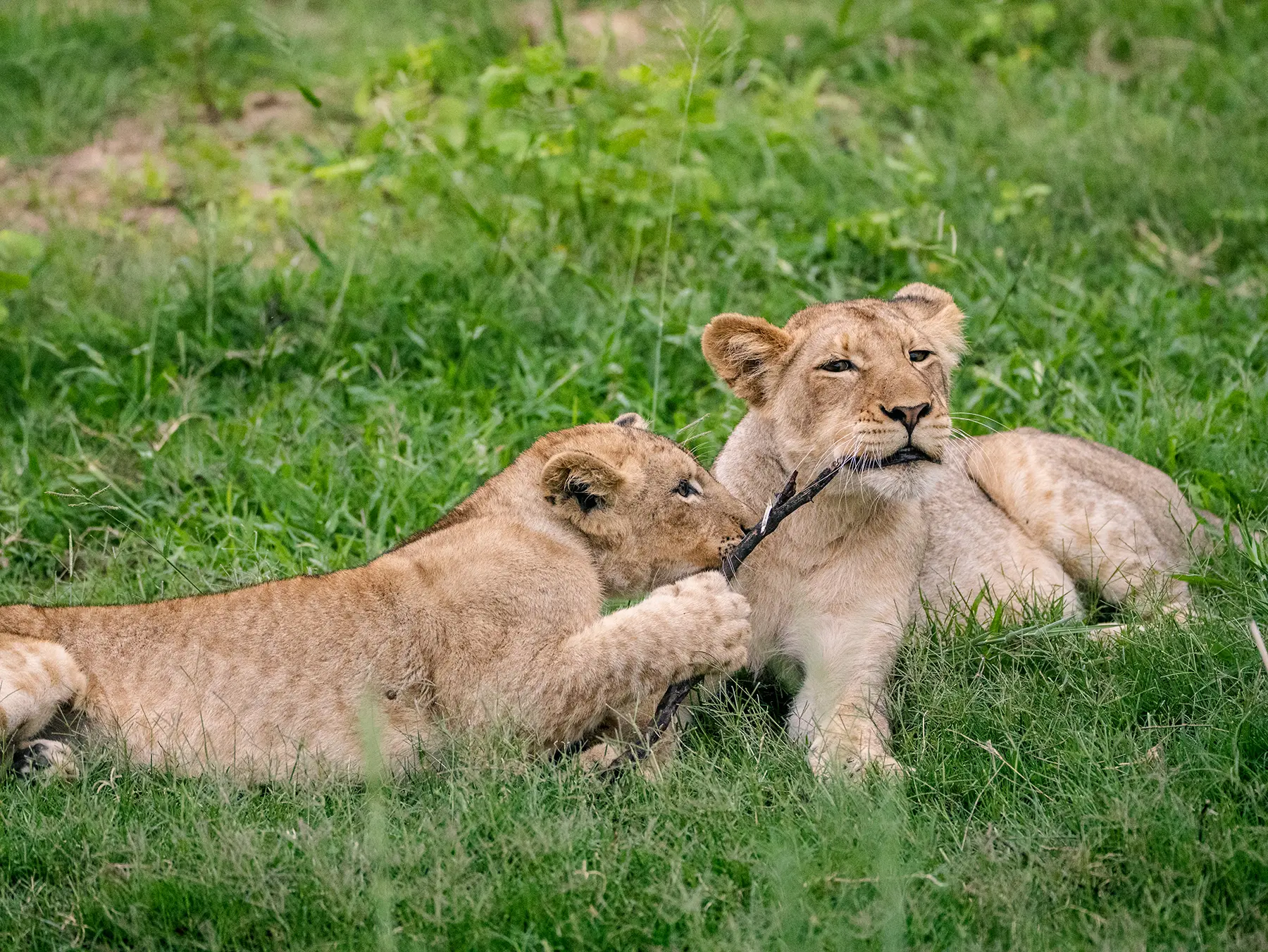 Two lion cubs playing with a stick on green grass on safari in Kenya