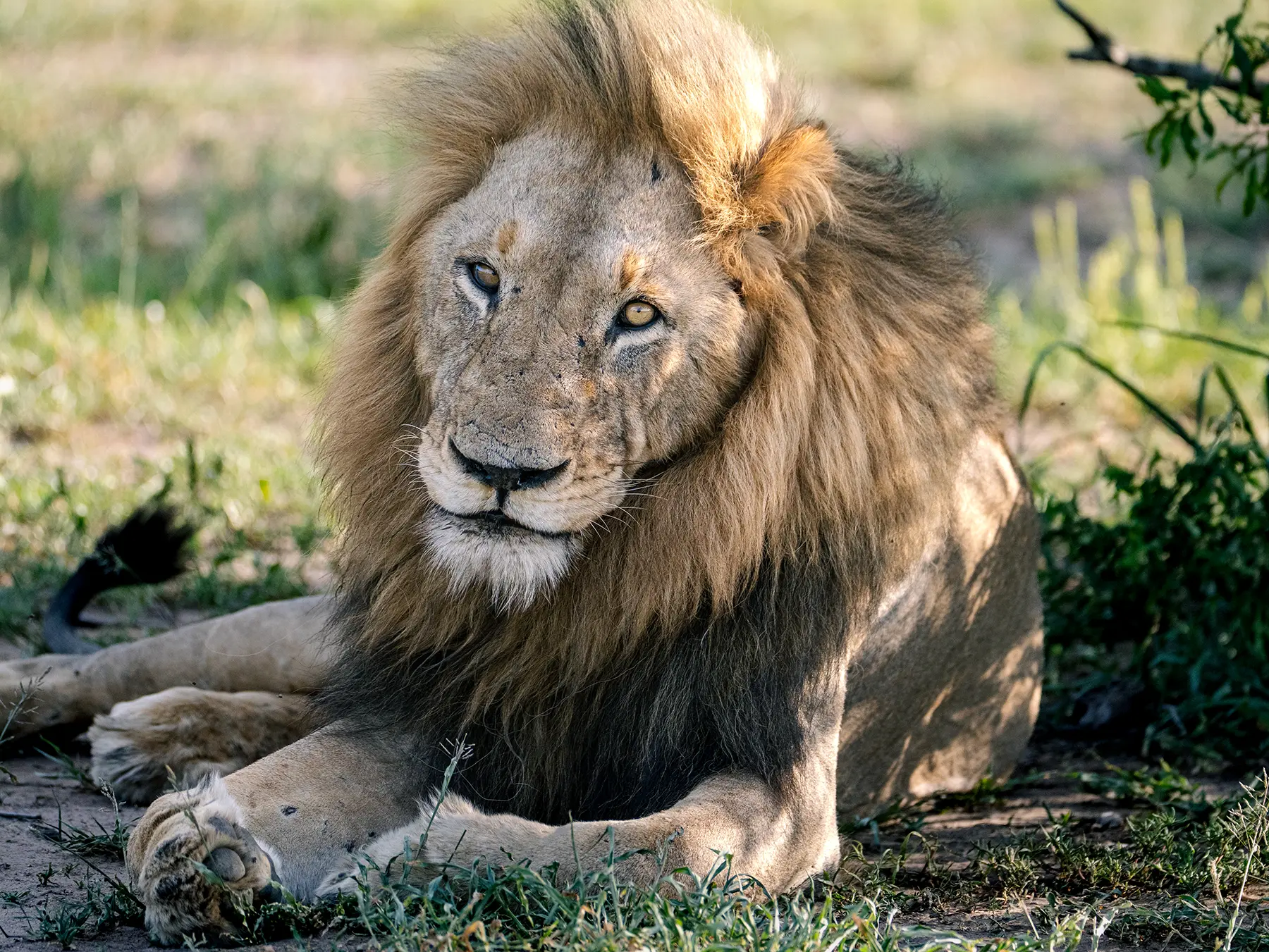 Male lion with a full mane resting on grass on safari in Kenya