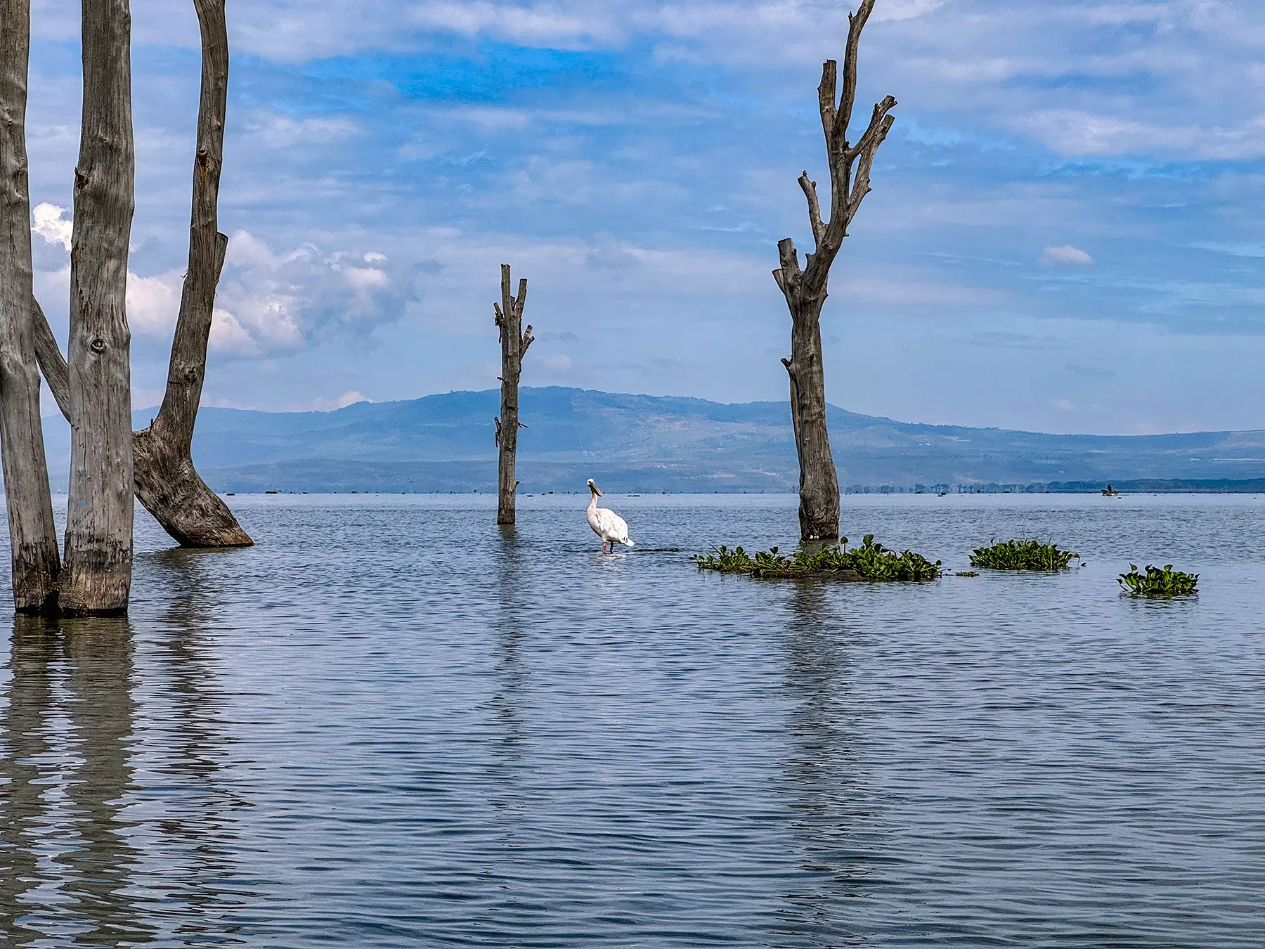 A pelican perched among submerged dead trees on Lake Naivasha, Kenya